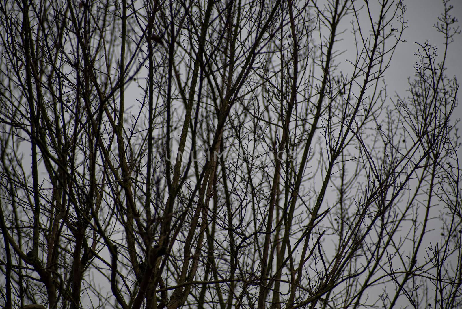 Detail of bare branches in winter 4 by pippocarlot