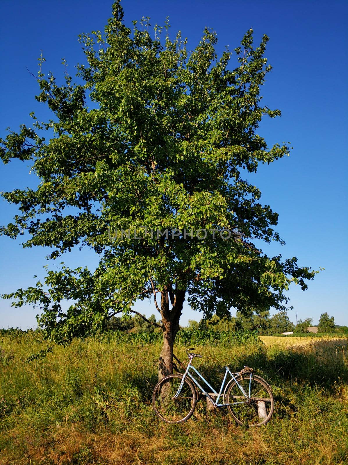 Summer village landscape. A blue bike is parked near a tree in a field.