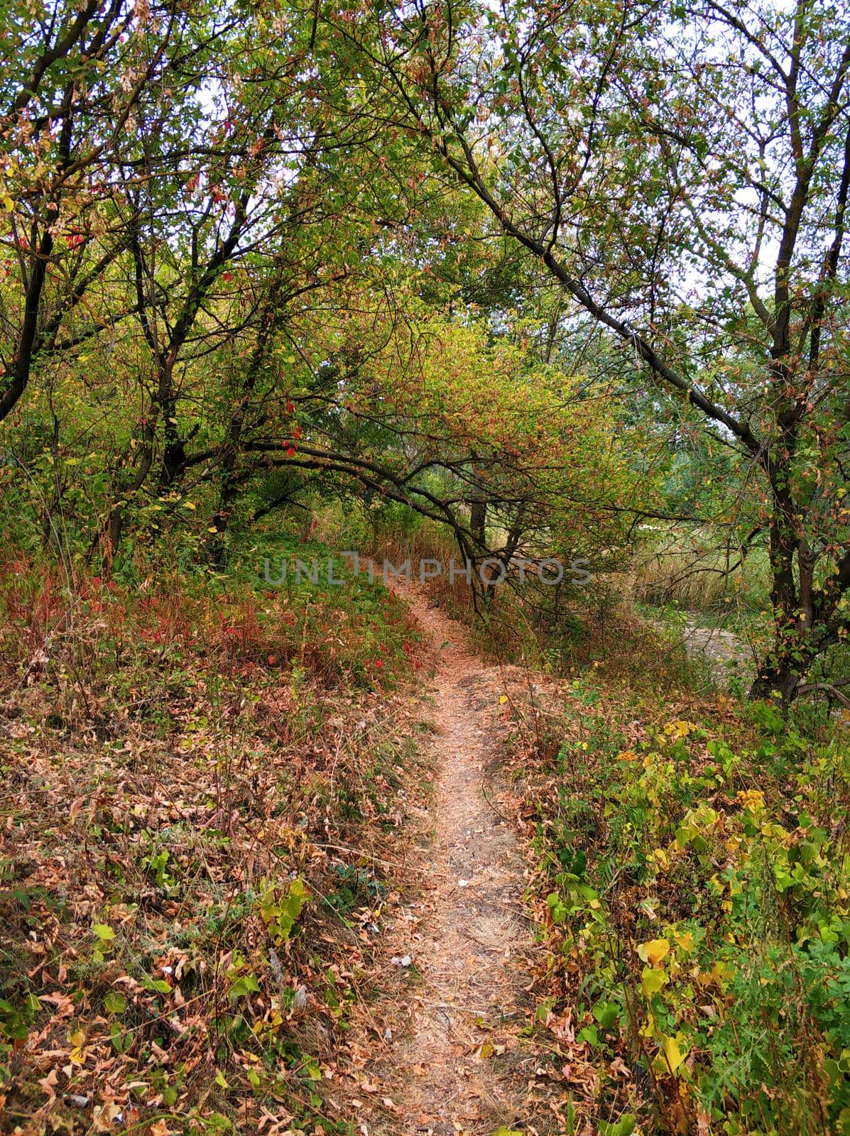 A picturesque country road in the village.