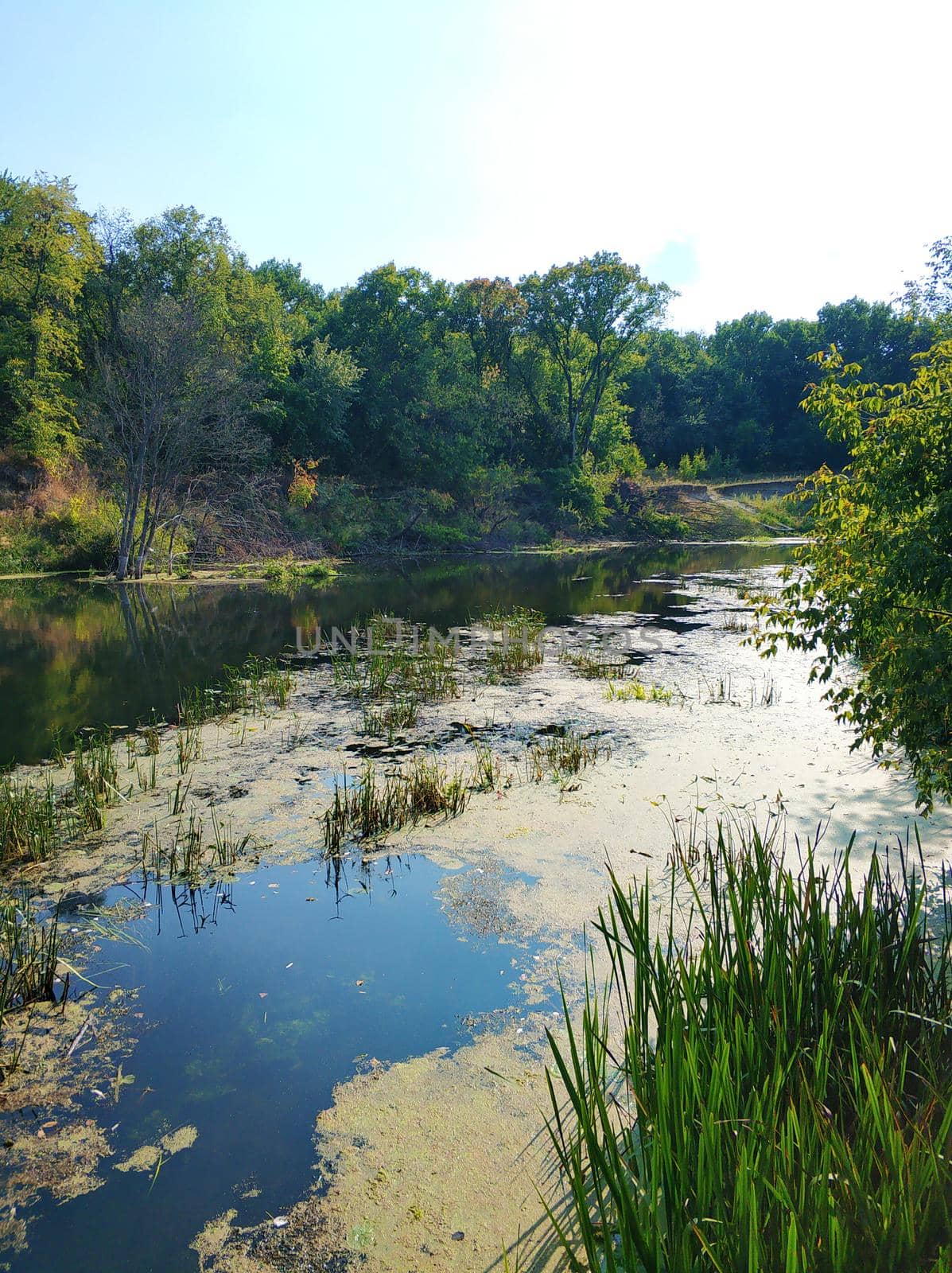 Natural landscape. A pond in a quiet secluded location.