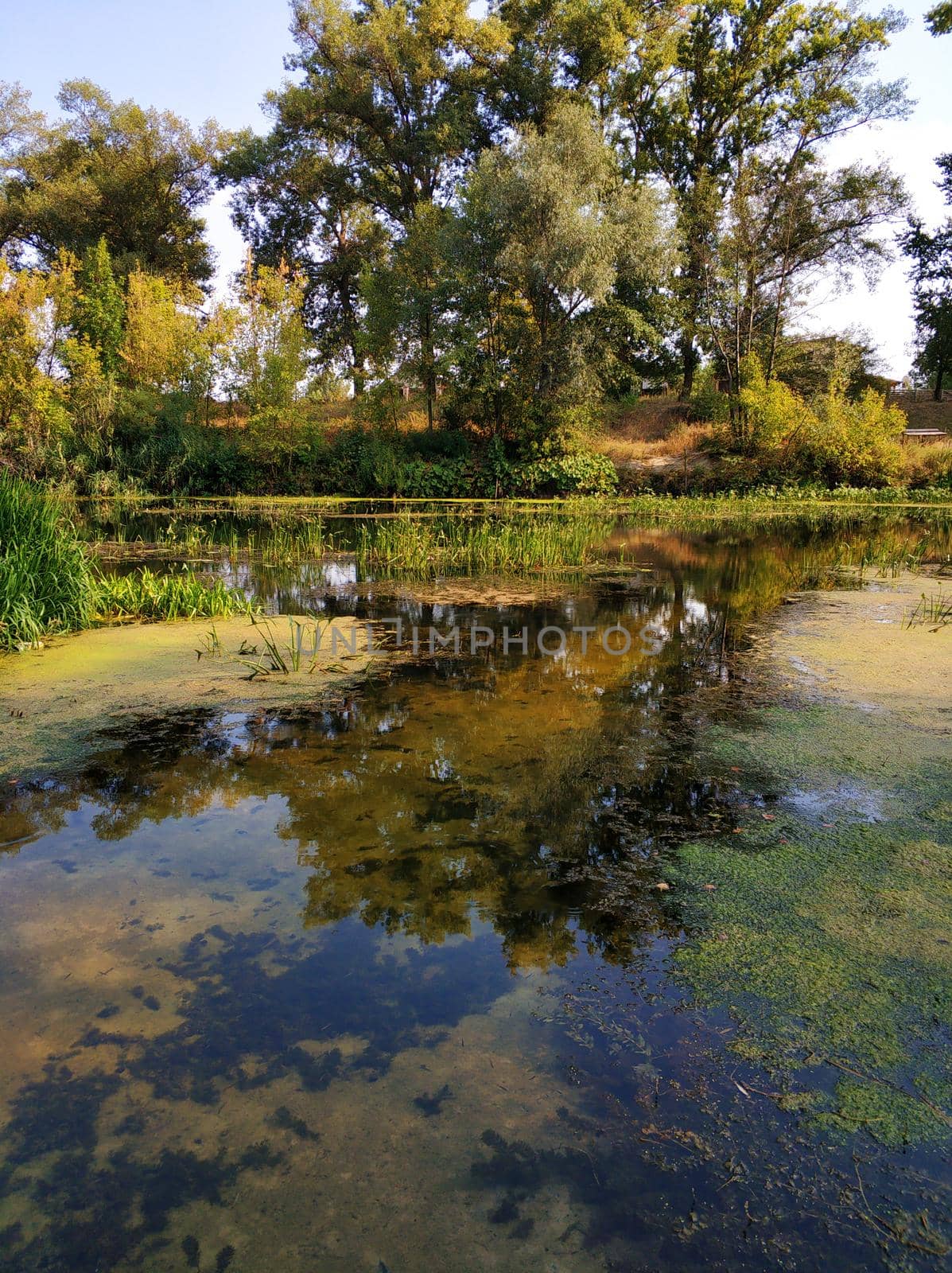 Natural landscape. A pond in a quiet secluded location.