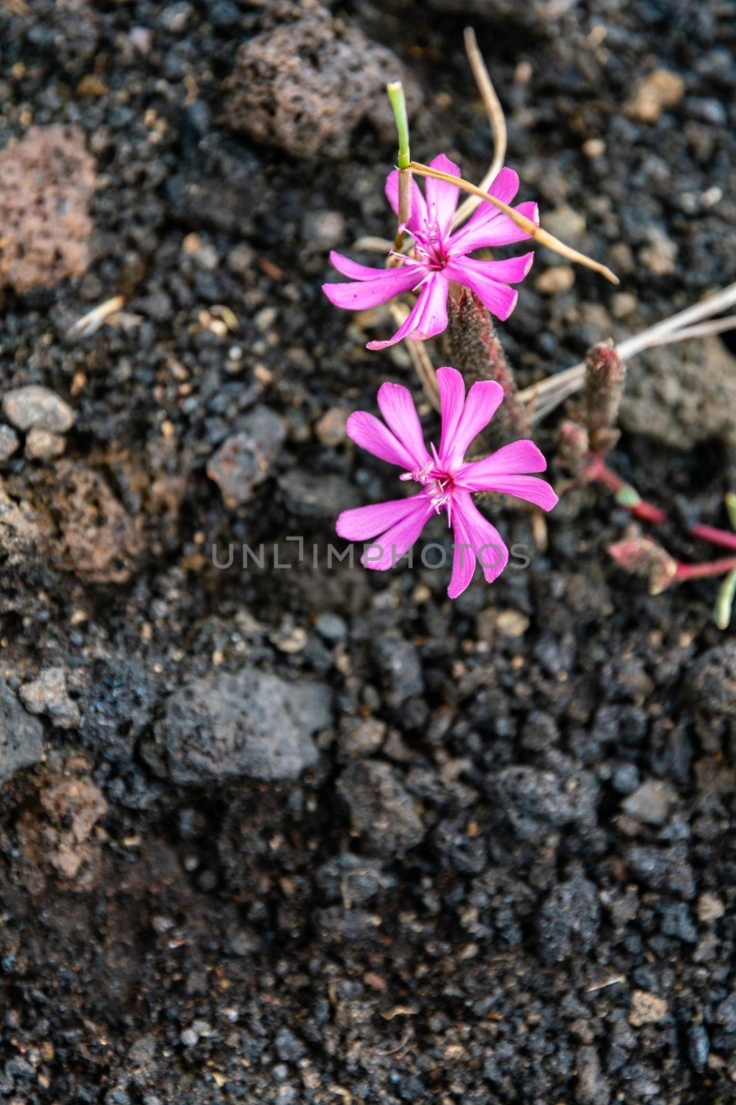 Colourful wild summer flowers growing on Etna Volcano lava, Sicily by mauricallari