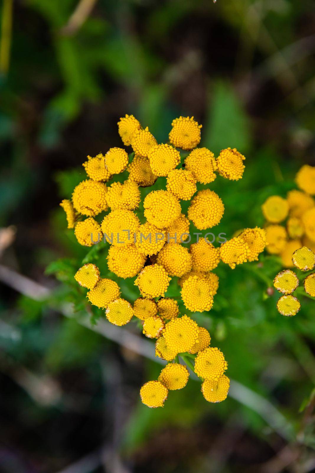 Tansy flower, Tanacetum vulgare, growing on Etna Volcano lava, Sicily by mauricallari