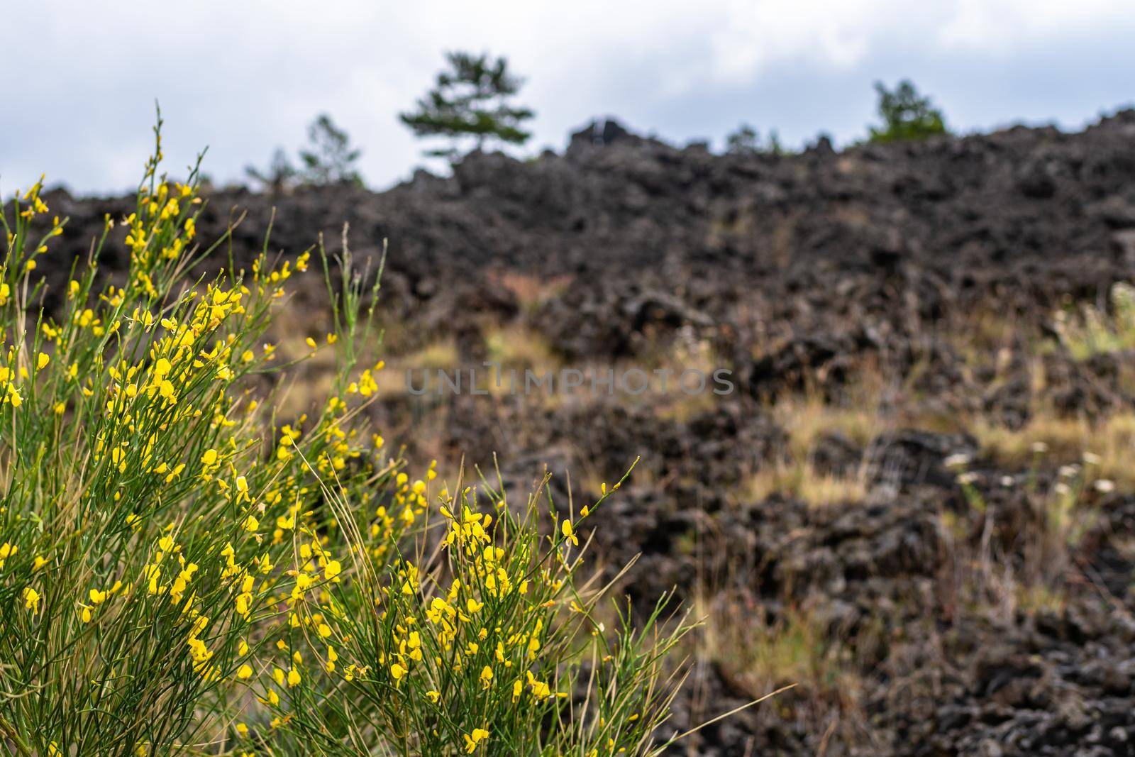 View of Etna volcano landscape among the clouds near Rifugio Sapienza. The typical summer vegetation and flowers partially cover the lava flow. Sicily, Italy