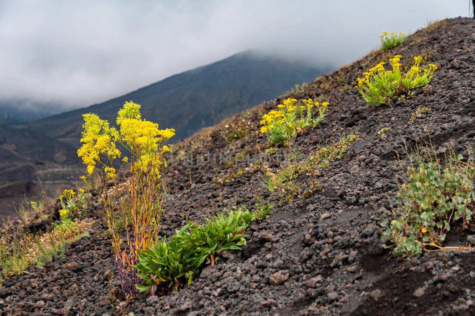 Mount Etna volcanic landscape and its typical summer vegetation by mauricallari