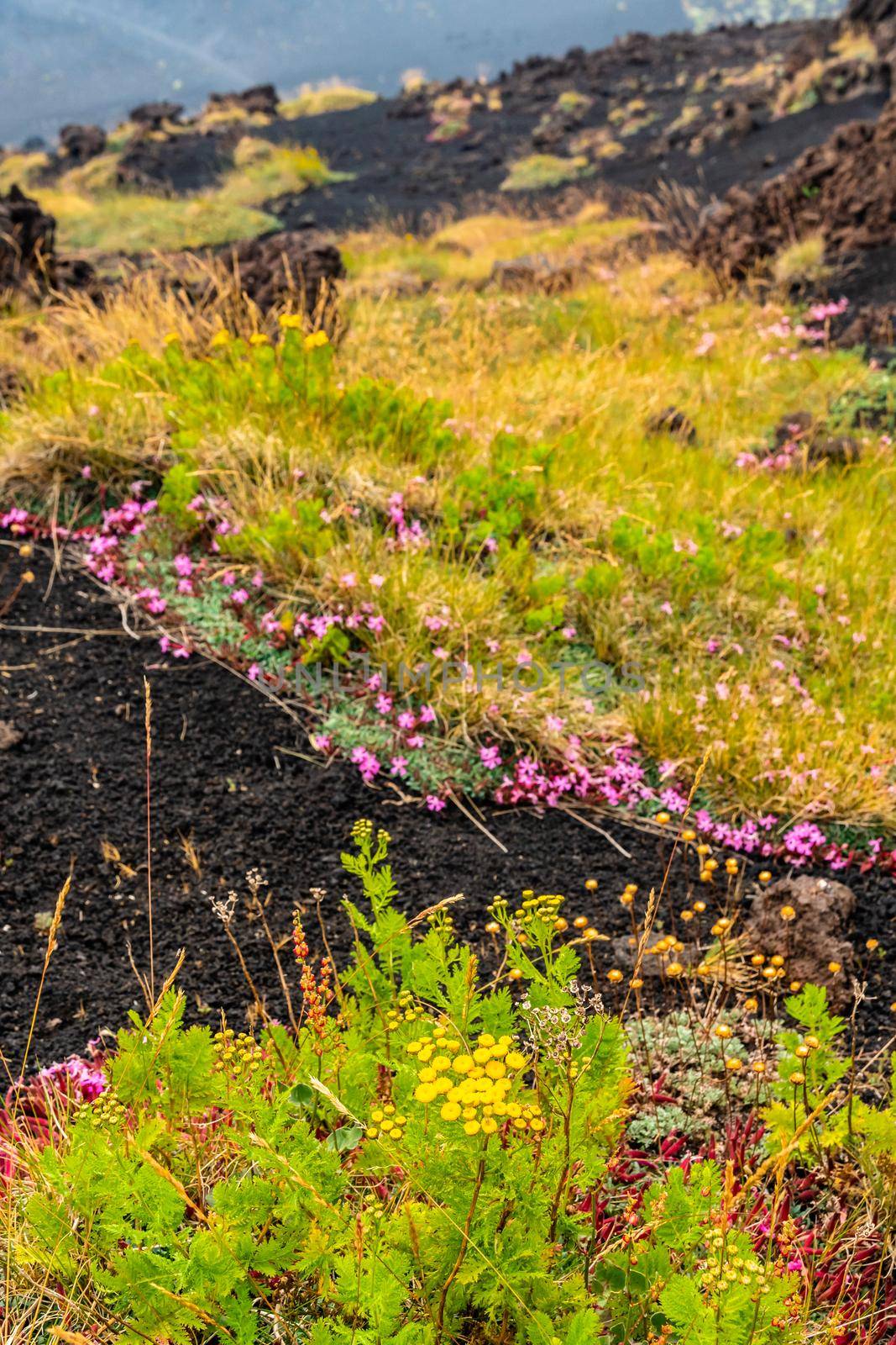 Mount Etna volcanic landscape and its typical summer vegetation by mauricallari