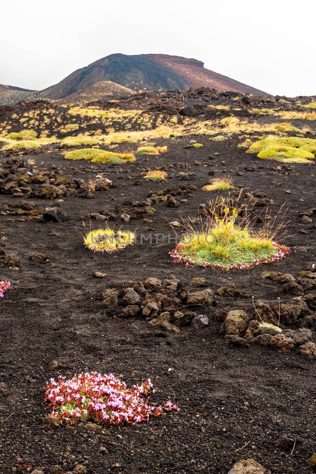 View of Etna volcano landscape among the clouds near Rifugio Sapienza. The typical summer vegetation and flowers partially cover the lava flow. Sicily, Italy