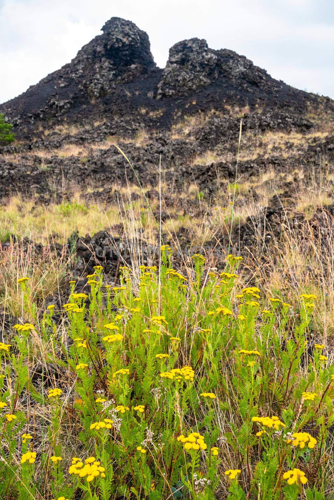 View of Etna volcano landscape among the clouds near Rifugio Sapienza. The typical summer vegetation and flowers partially cover the lava flow. Sicily, Italy