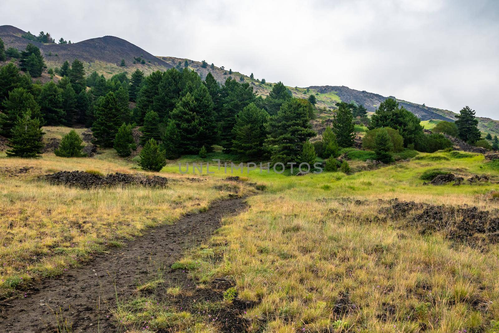 Mount Etna volcanic landscape and its typical summer vegetation by mauricallari