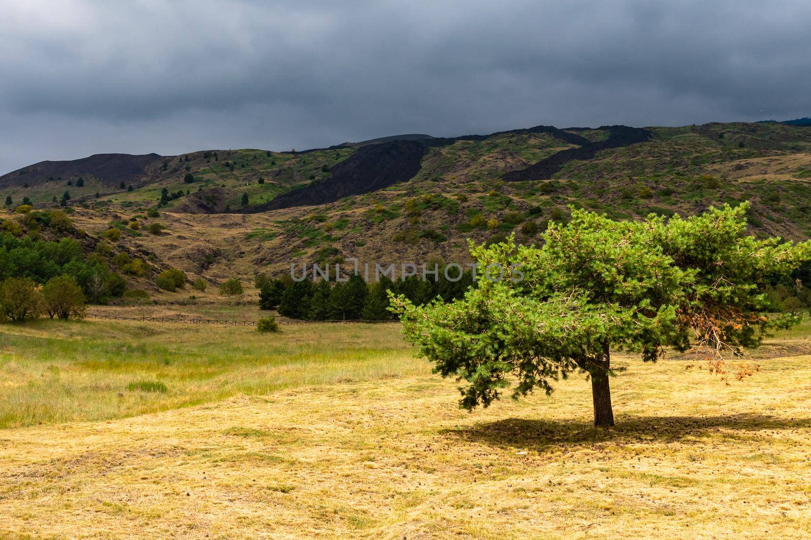 Mount Etna volcanic landscape and its typical summer vegetation by mauricallari