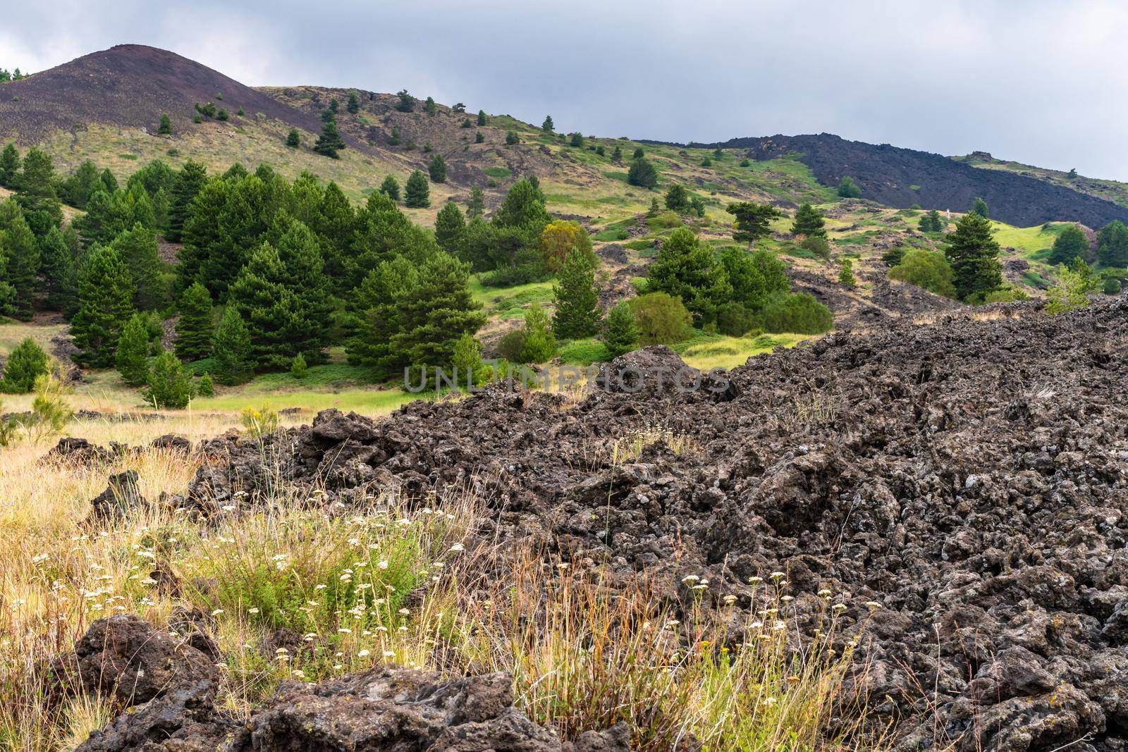 View of Etna volcano landscape among the clouds near Rifugio Sapienza. The typical summer vegetation and flowers partially cover the lava flow. Sicily, Italy