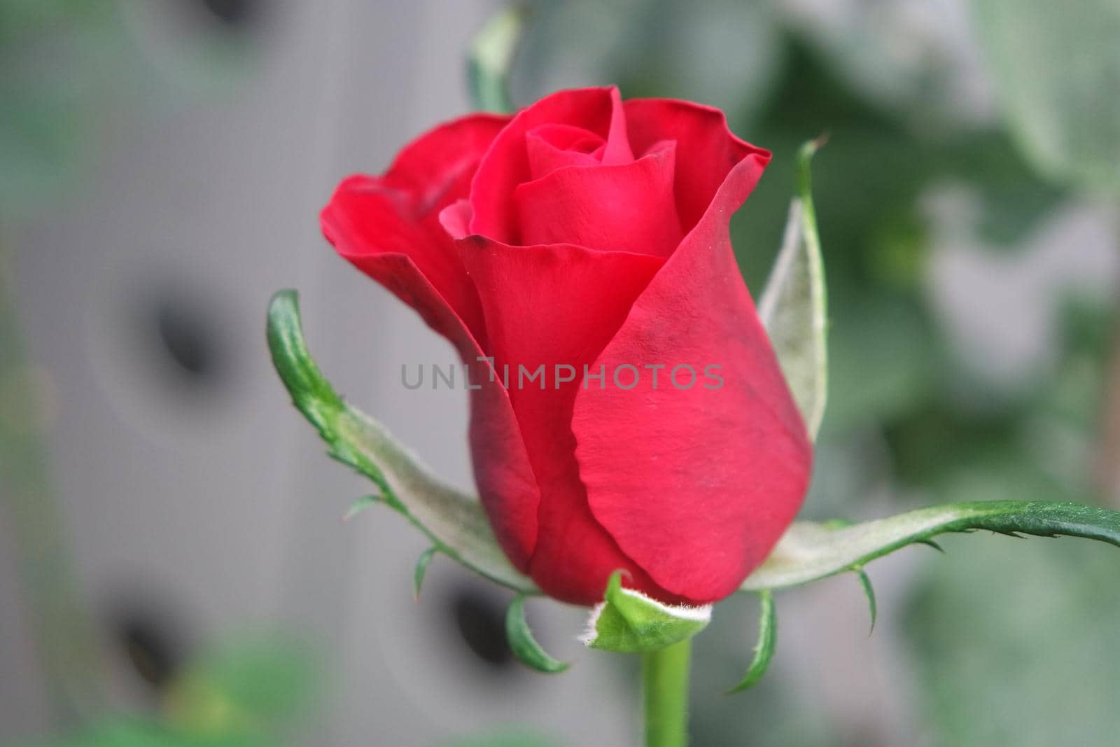 Red flower with green leaves in background by Photochowk