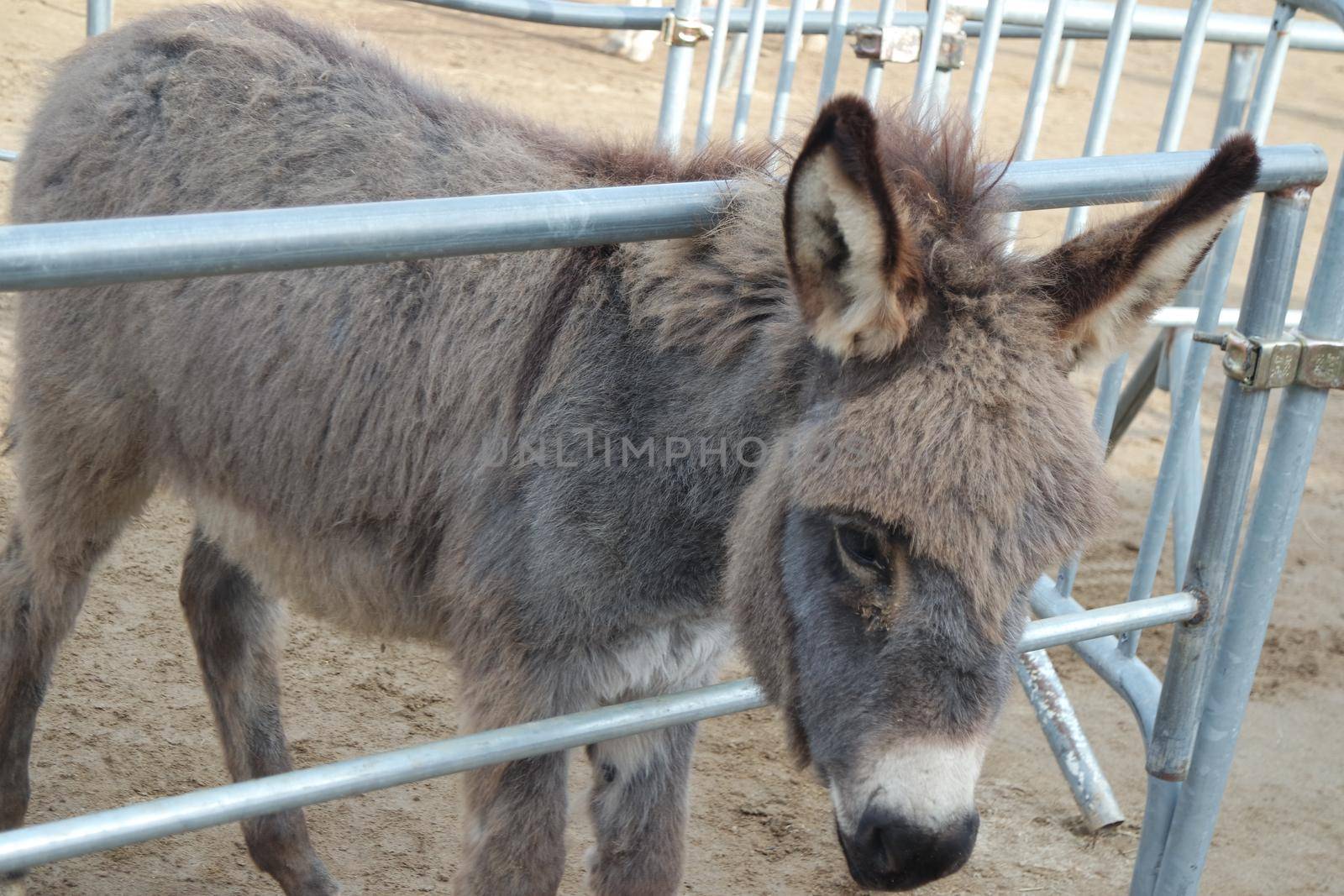 Brown donkey face with big eyes and large ears looking at camera standing inside a fence. Close-up on a donkey head profile in a natural environment in day time.