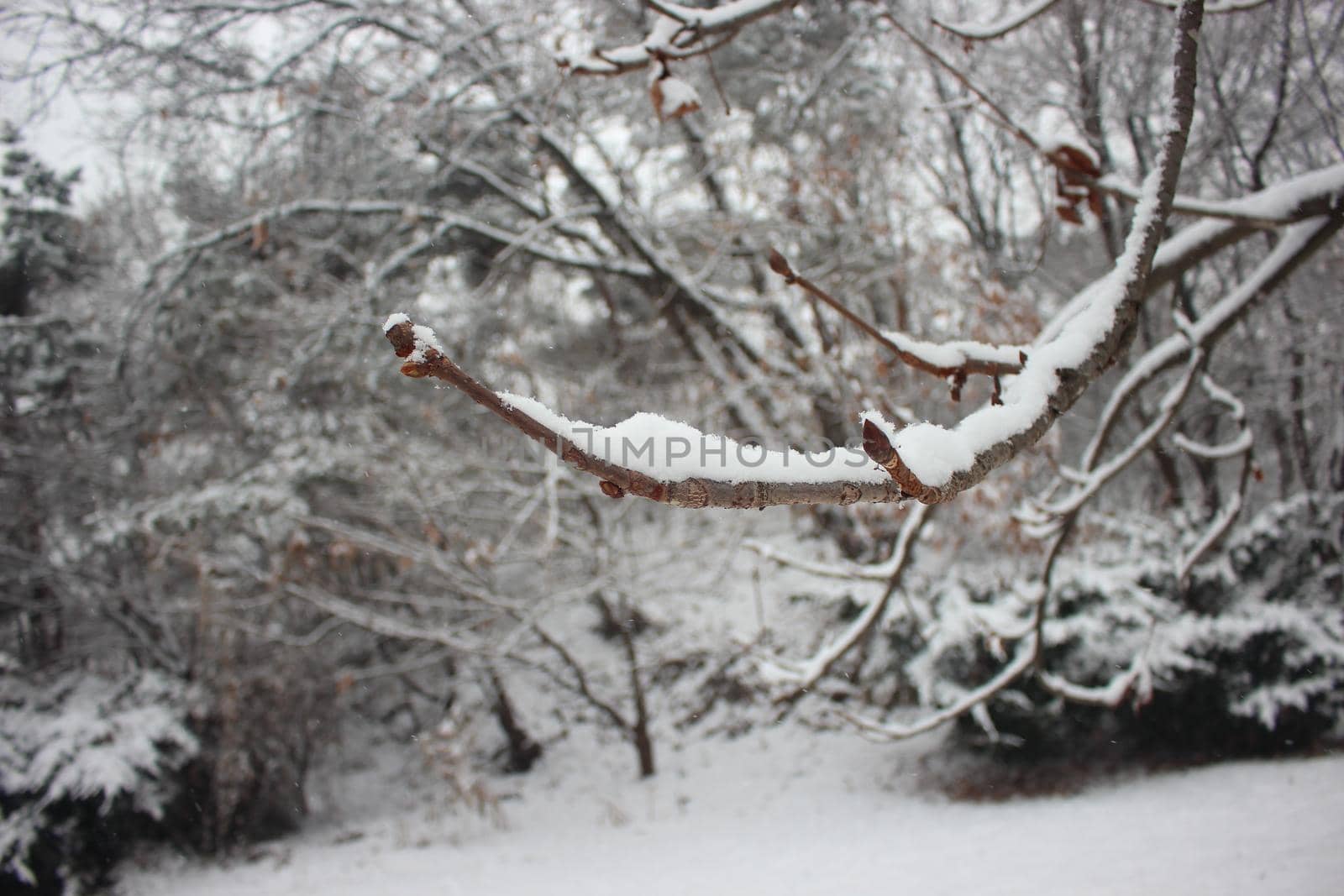 snow on ground and tree branches in winter snowfall season by Photochowk