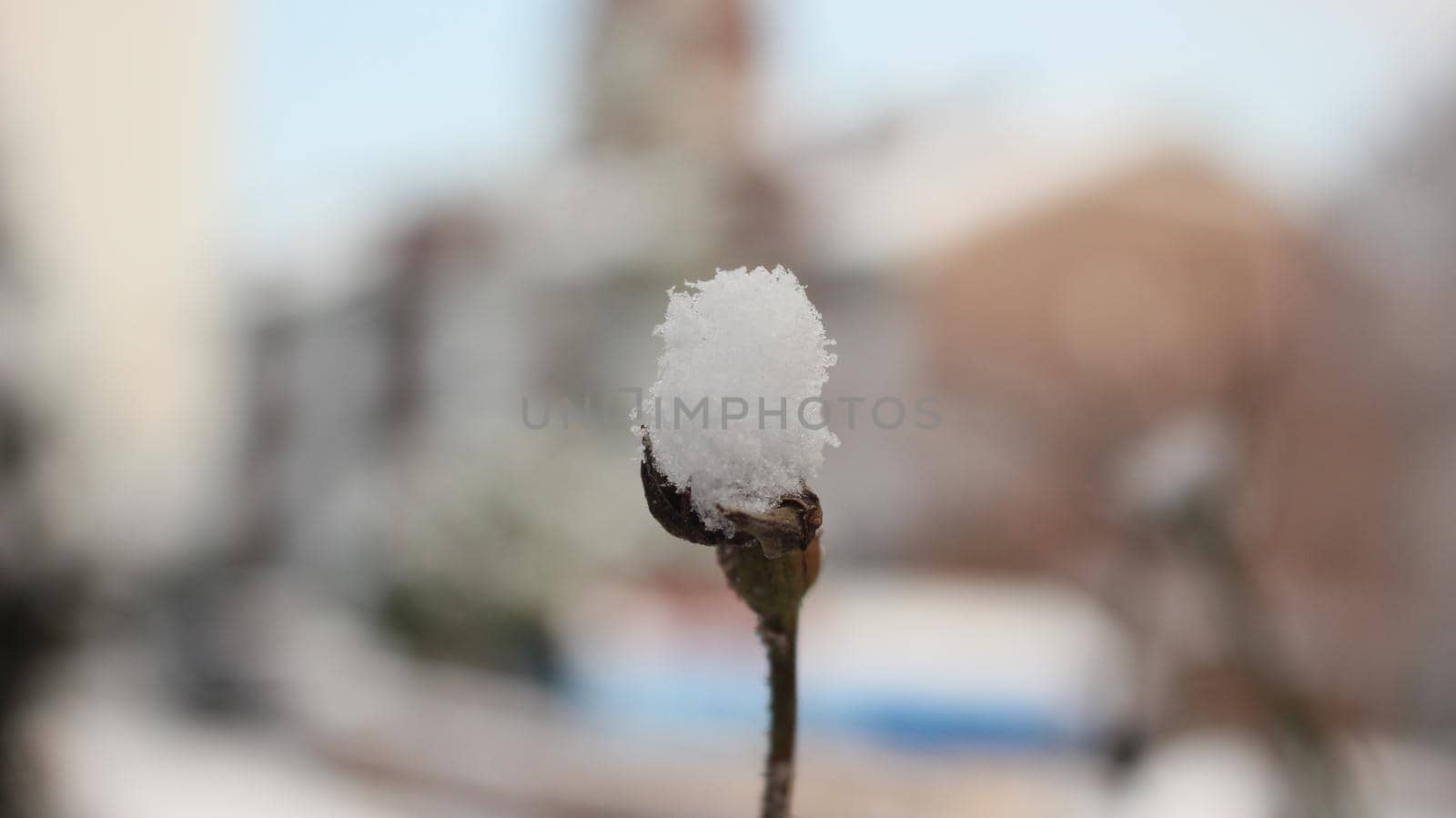 Snow on leaves of plant during snowfall winter season. closeup view of snowflakes on plant in park