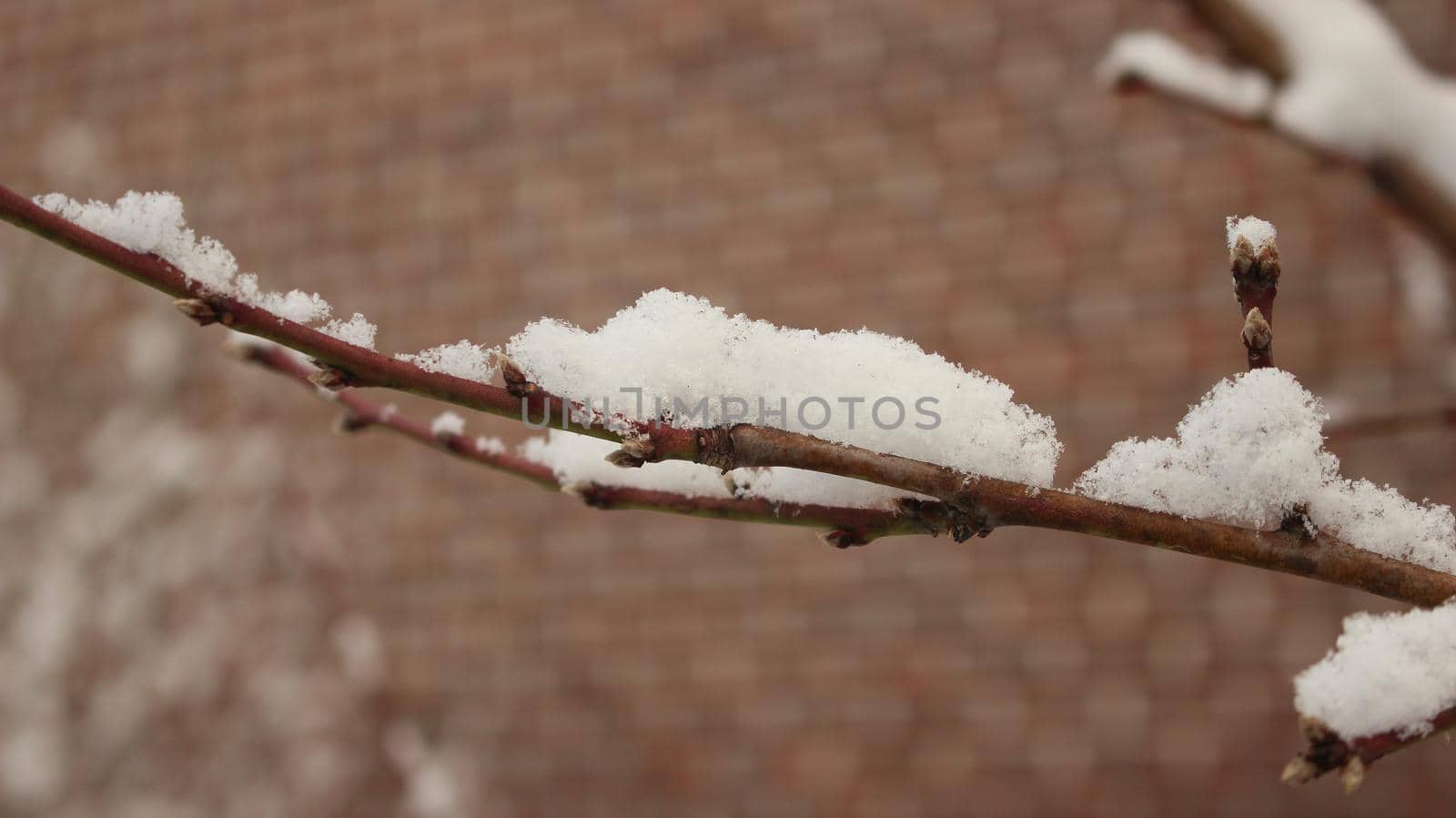 Snow on leaves of plant during snowfall winter season. closeup view of snowflakes on plant in park