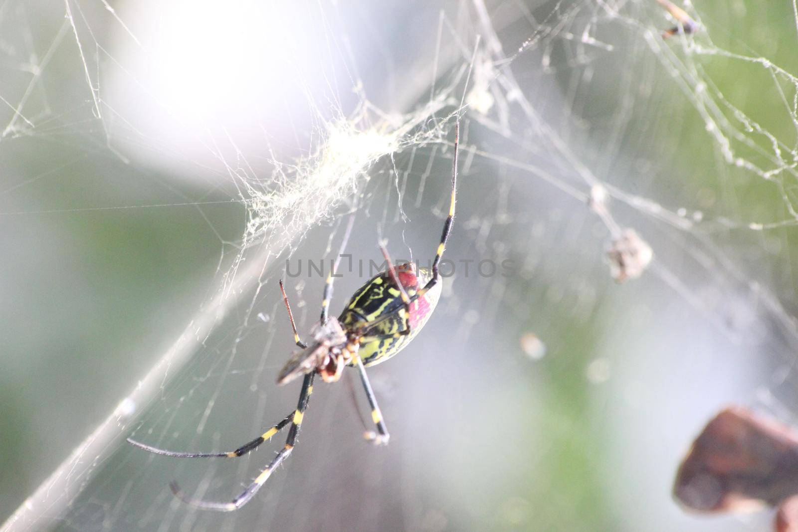 Closeup view with selective focus on a giant Spider and spider webs by Photochowk