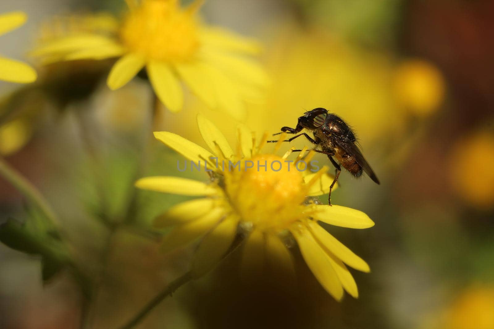 Hoverfly on yellow Calendula arvensis, daisy, field marigold. Hoverfly Eristalis on Calendula marigold plant macro view.