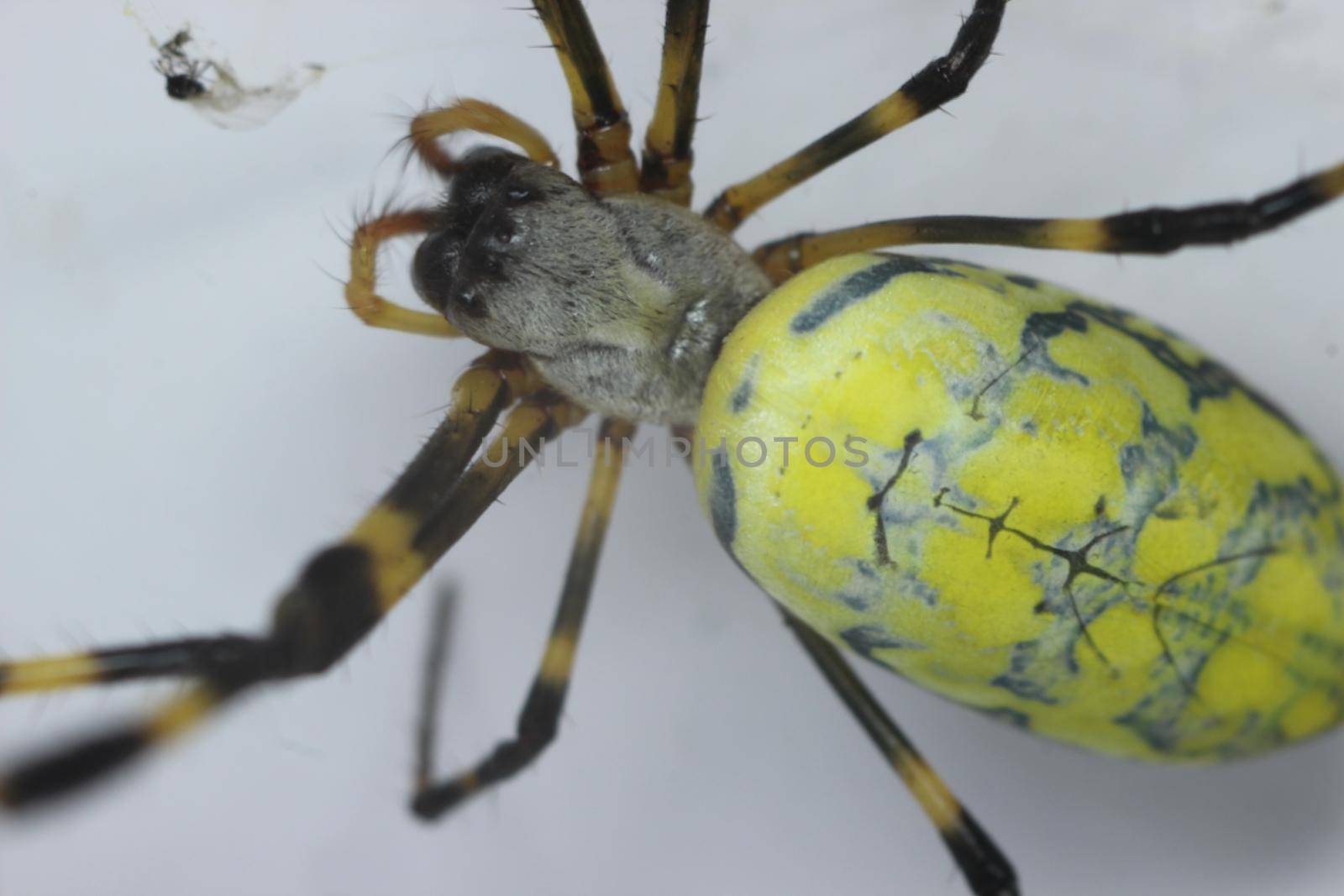 Giant spider macro view with selective focus, with blurred white background. by Photochowk