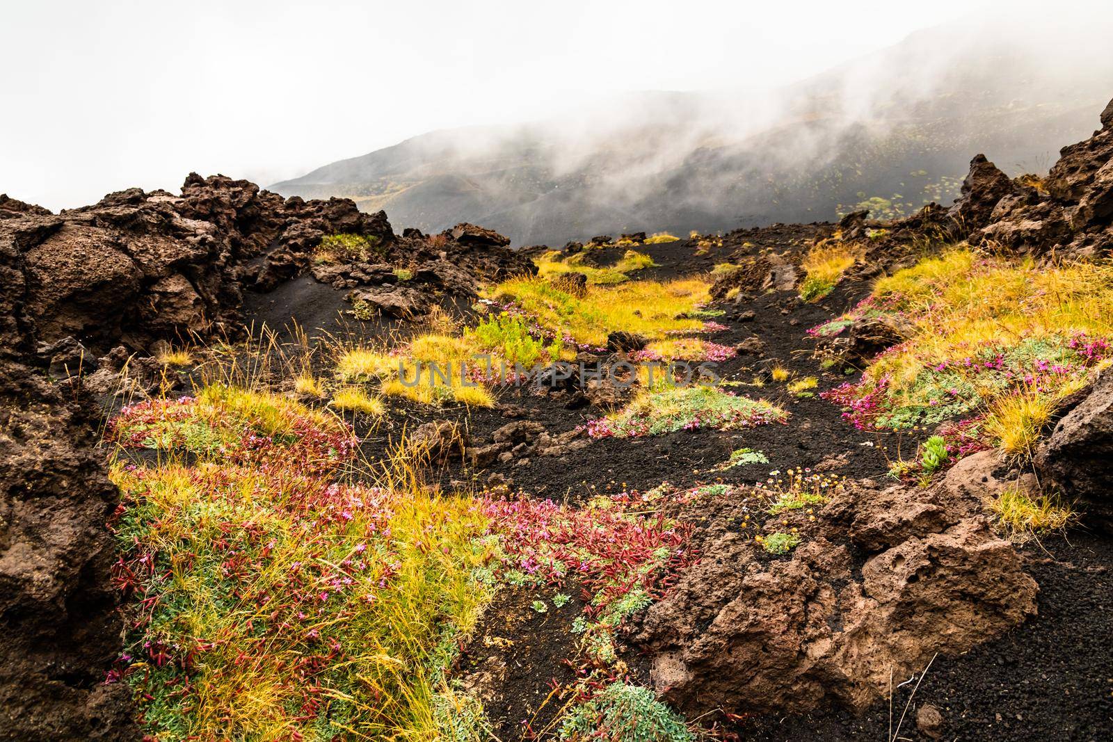 View of Etna volcano landscape among the clouds near Rifugio Sapienza. The typical summer vegetation and flowers partially cover the lava flow. Sicily, Italy