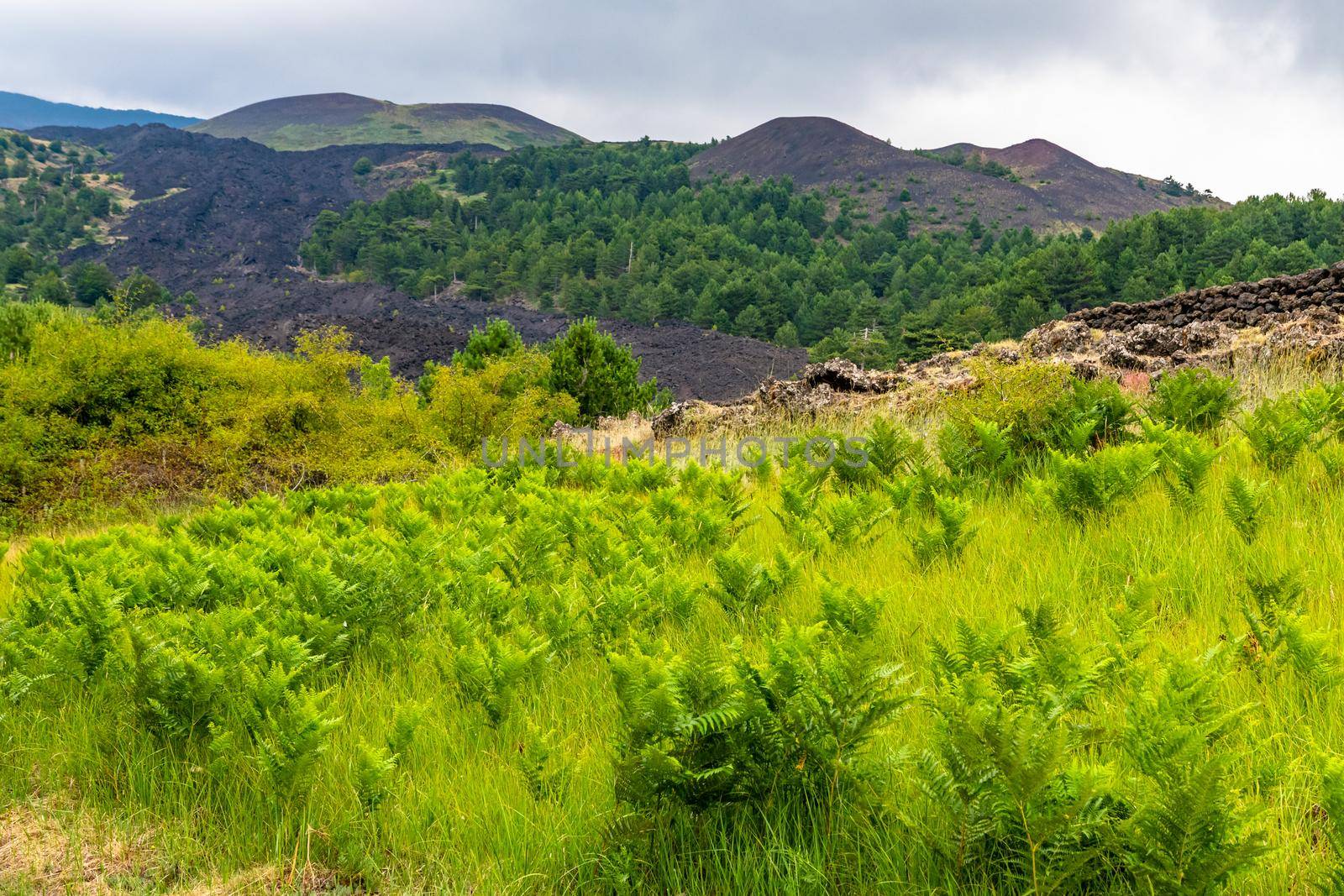 View of Etna volcano landscape among the clouds near Rifugio Sapienza. The typical summer vegetation and flowers partially cover the lava flow. Sicily, Italy