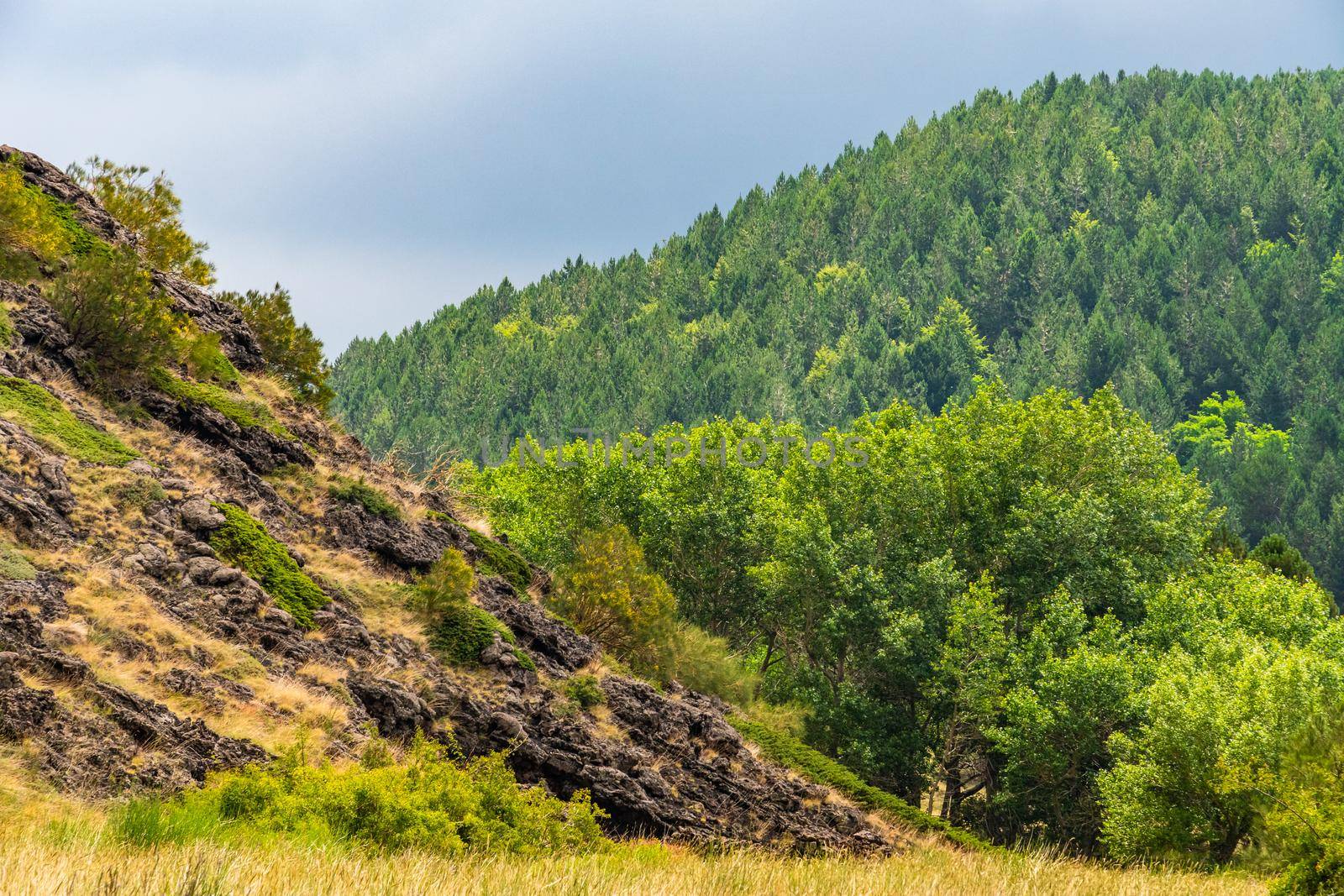 View of Etna volcano landscape among the clouds near Rifugio Sapienza. The typical summer vegetation and flowers partially cover the lava flow. Sicily, Italy