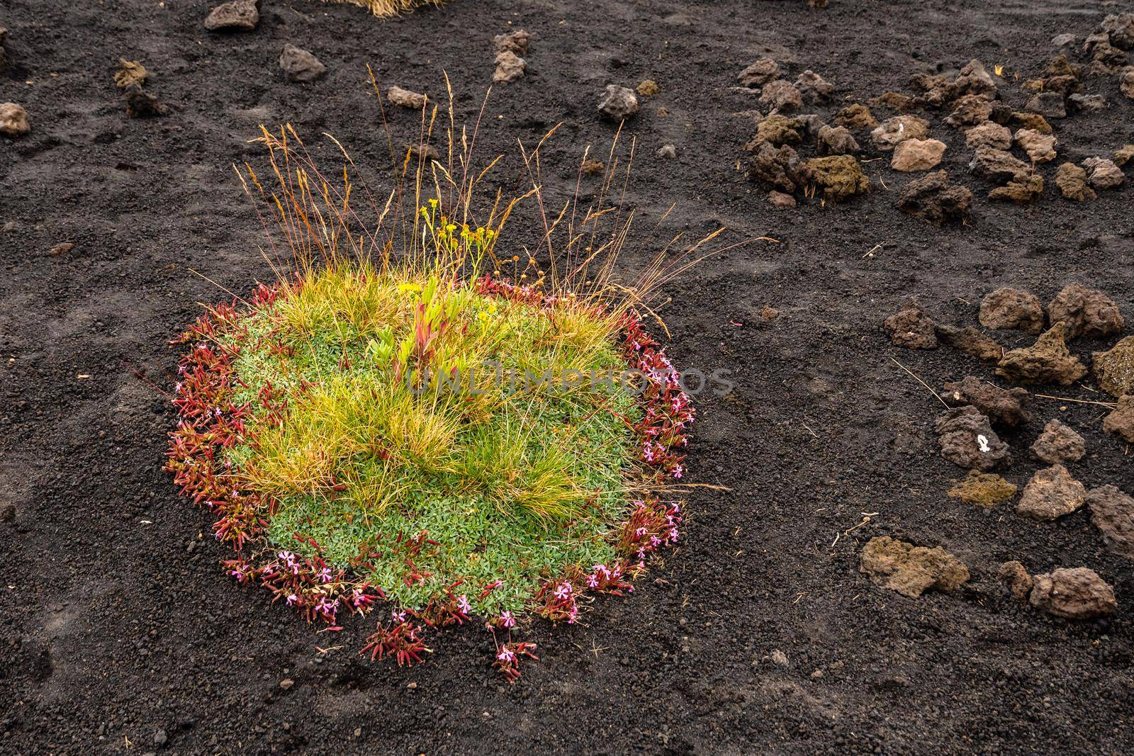 Colourful wild summer flowers growing on Etna Volcano lava, Sicily by mauricallari