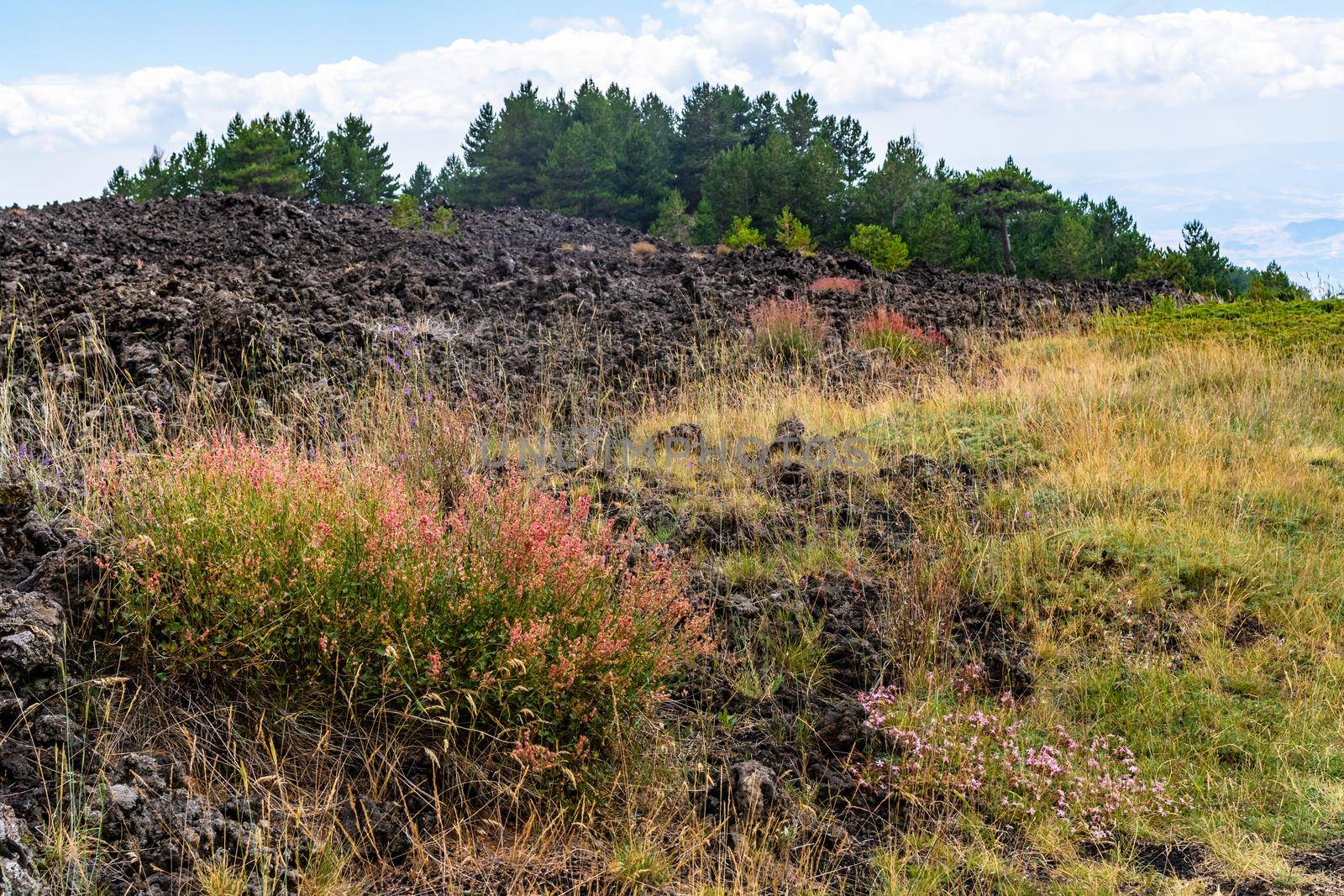 Mount Etna volcanic landscape and its typical summer vegetation by mauricallari