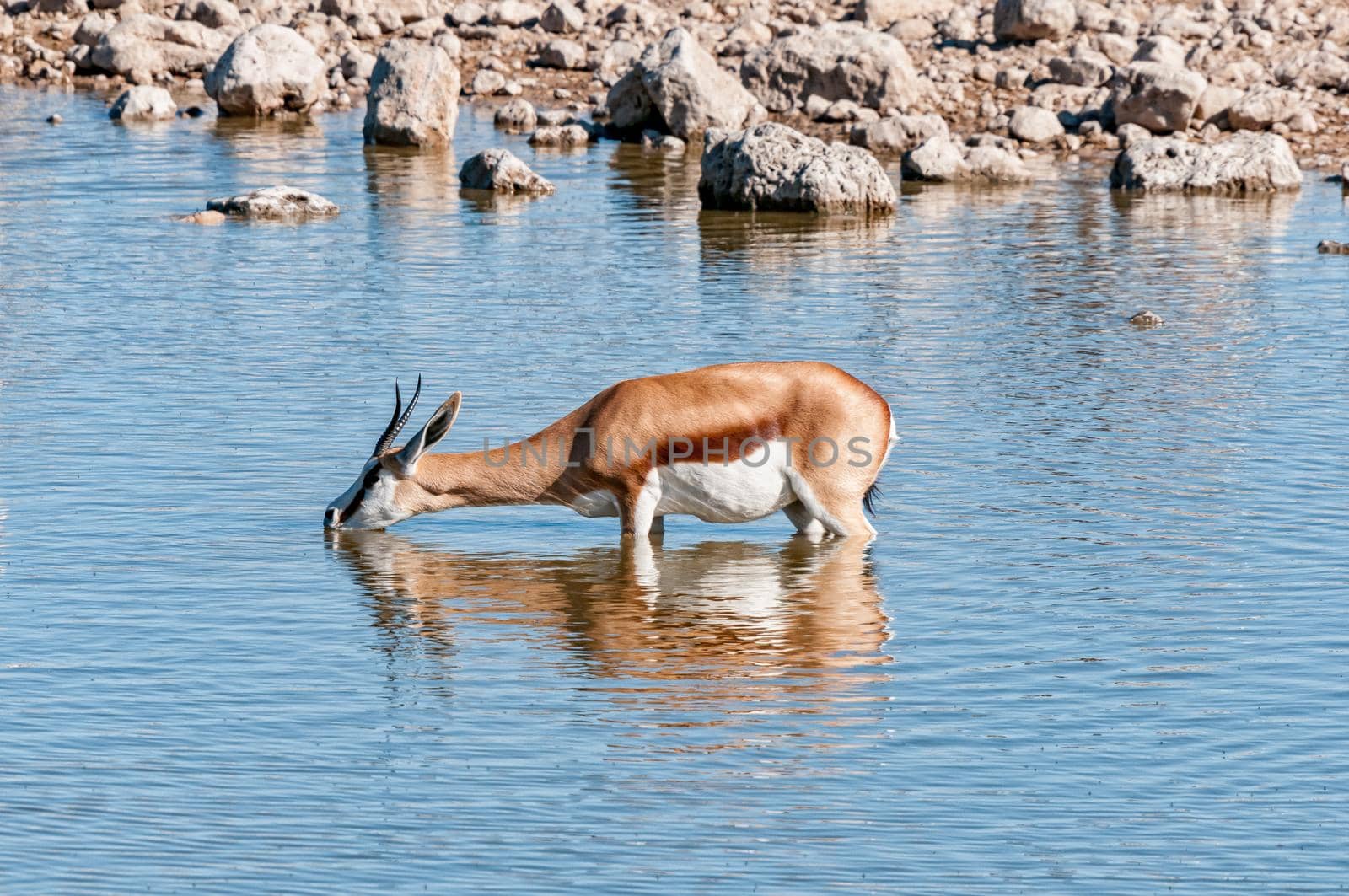 Springbok, Antidorcas marsupialis, drinking water inside a waterhole in northern Namibia