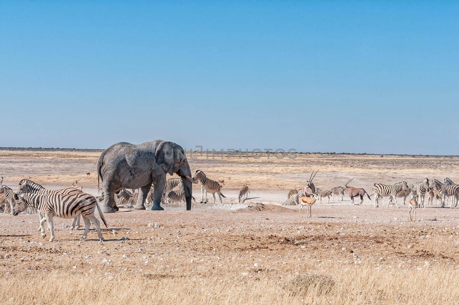 An african elephant drinking water at the Nebrownii waterhole in northern Namibia. Burchells zebras and springbok are visible