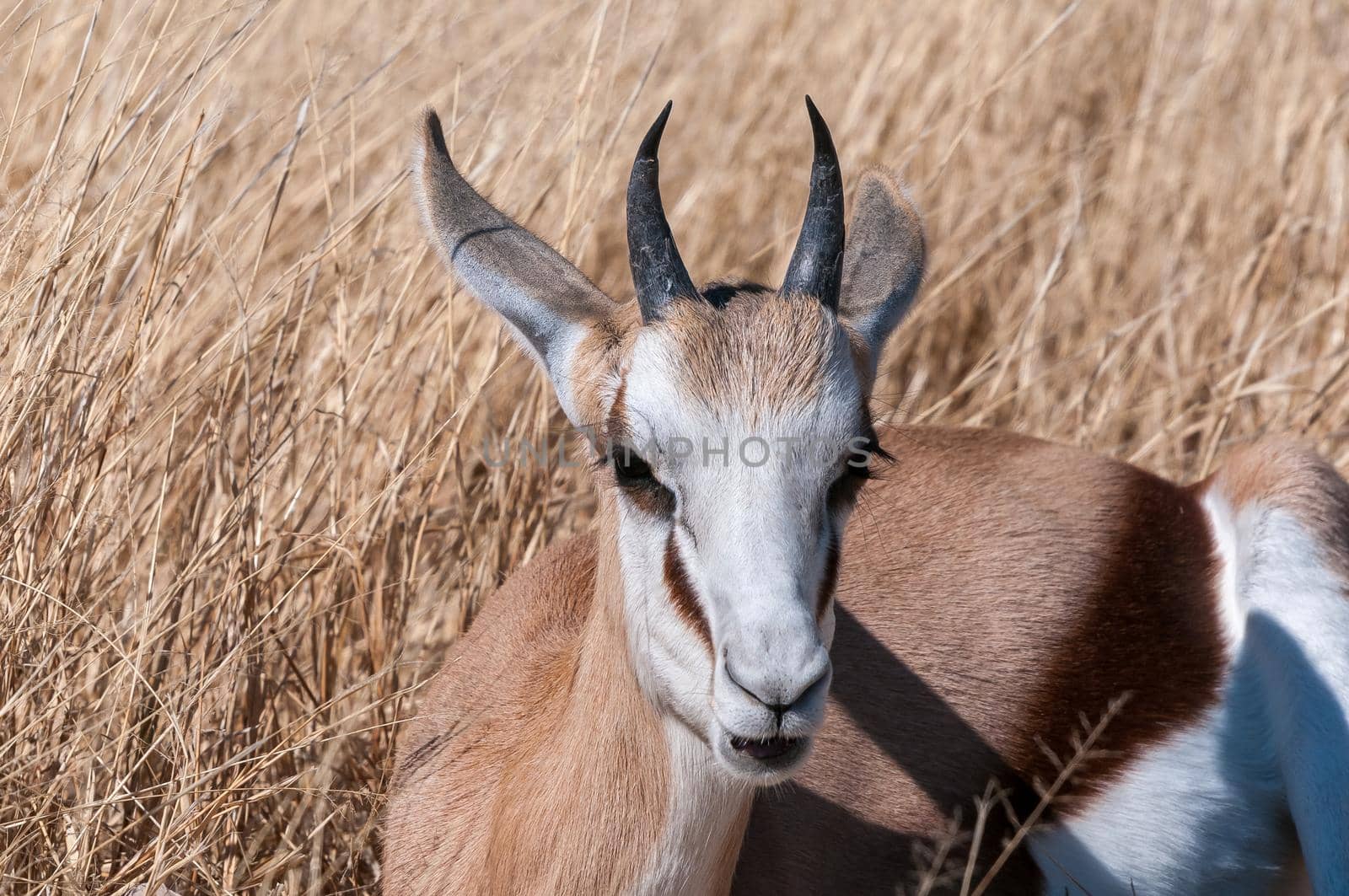 A immature springbok, Antidorcas marsupialis, between grass in northern Namibia