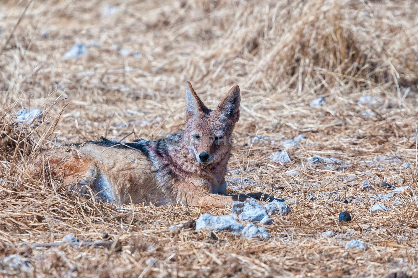 A black-backed jackal, Canis mesomelas, lying in grass