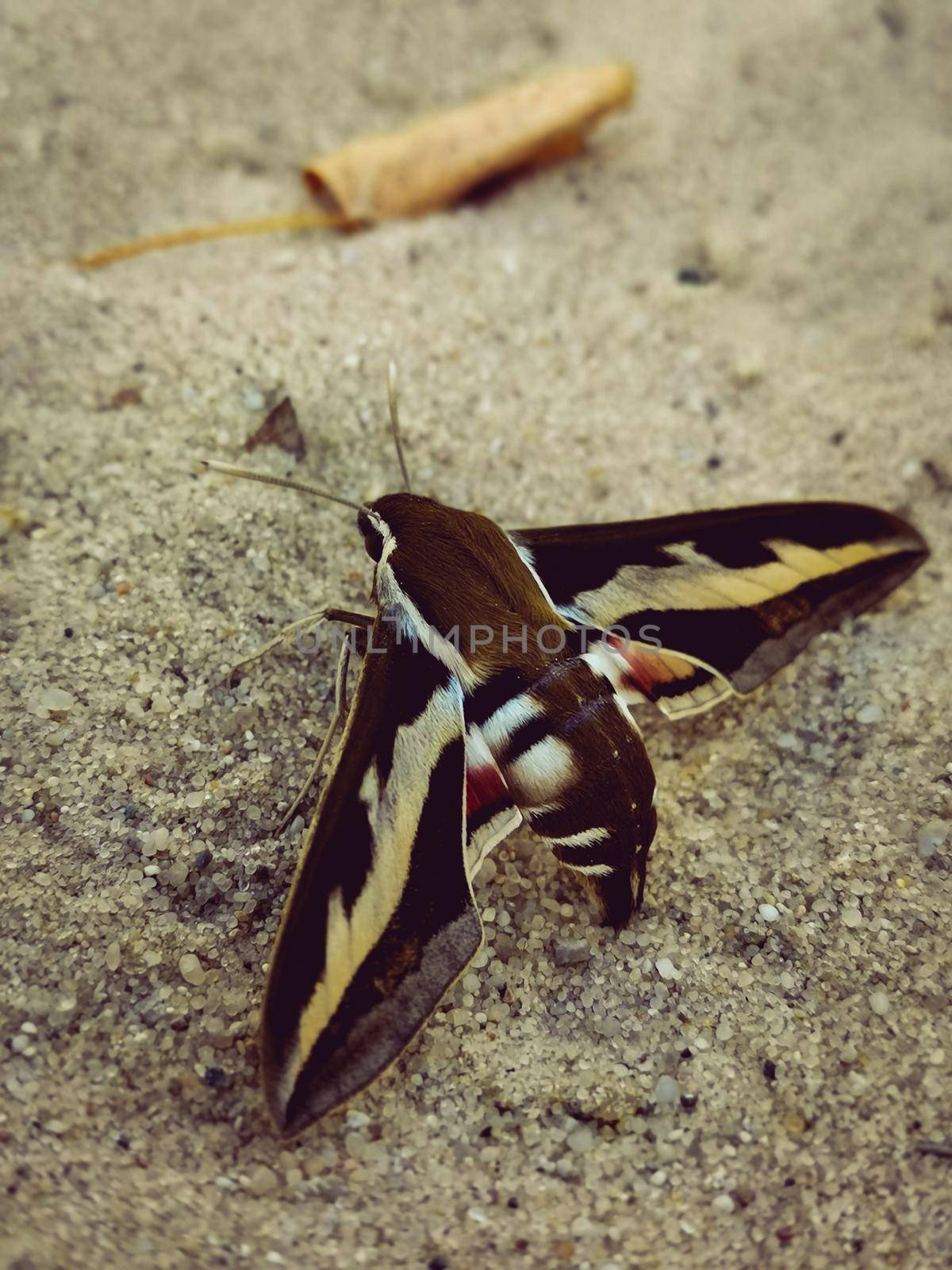 Vertical shot of a Bedstraw hawk-moth on the sand under the sunlight with a blurry background