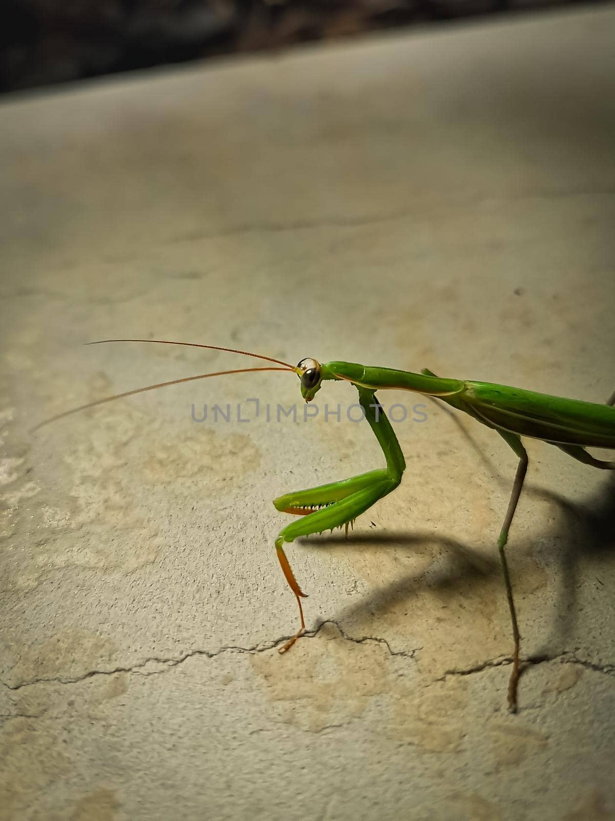 Vertical shot of a European mantis on a rough surface under the lights with a blurry background