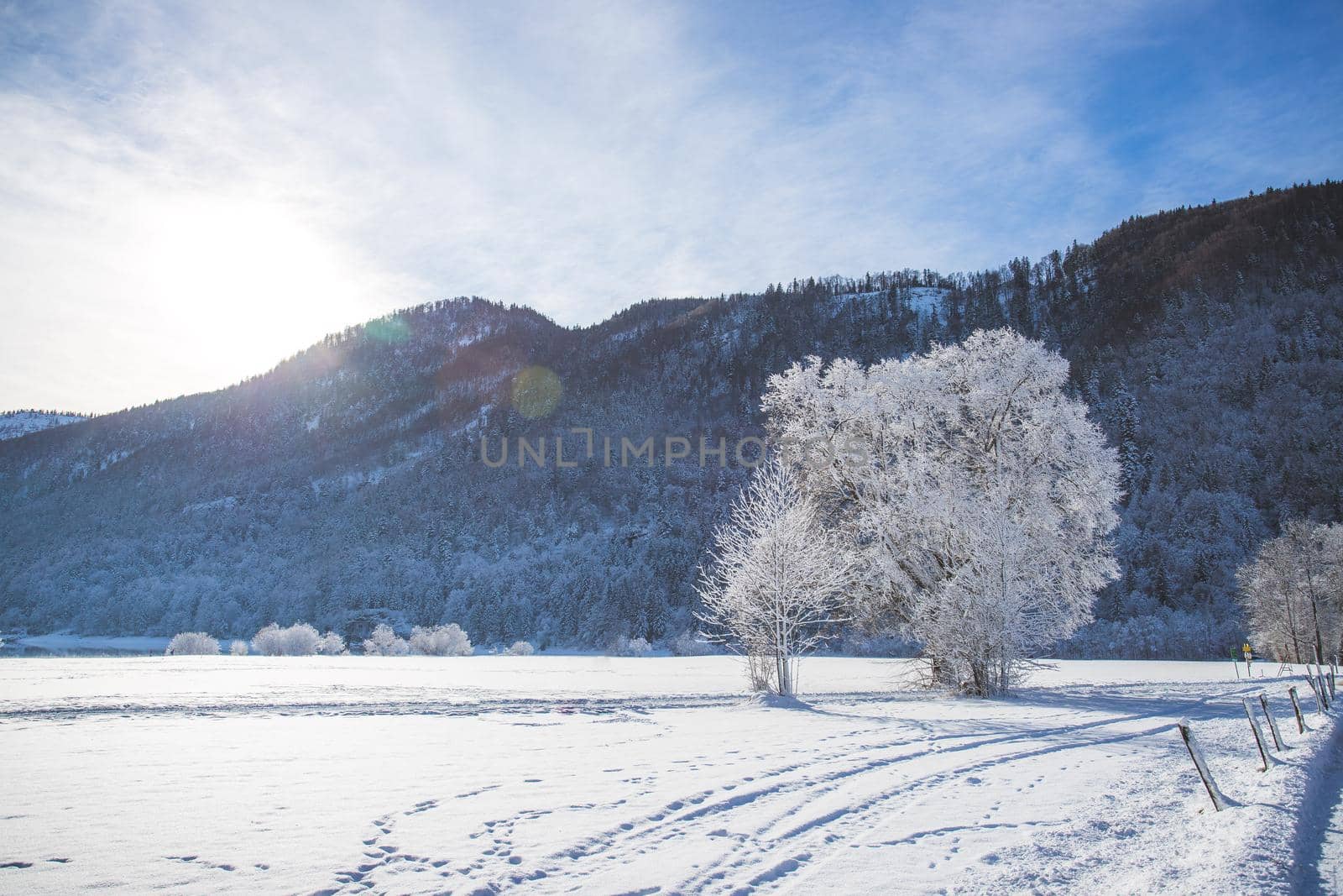 Idyllic winter landscape: snowy trees and fields, mountain range in background