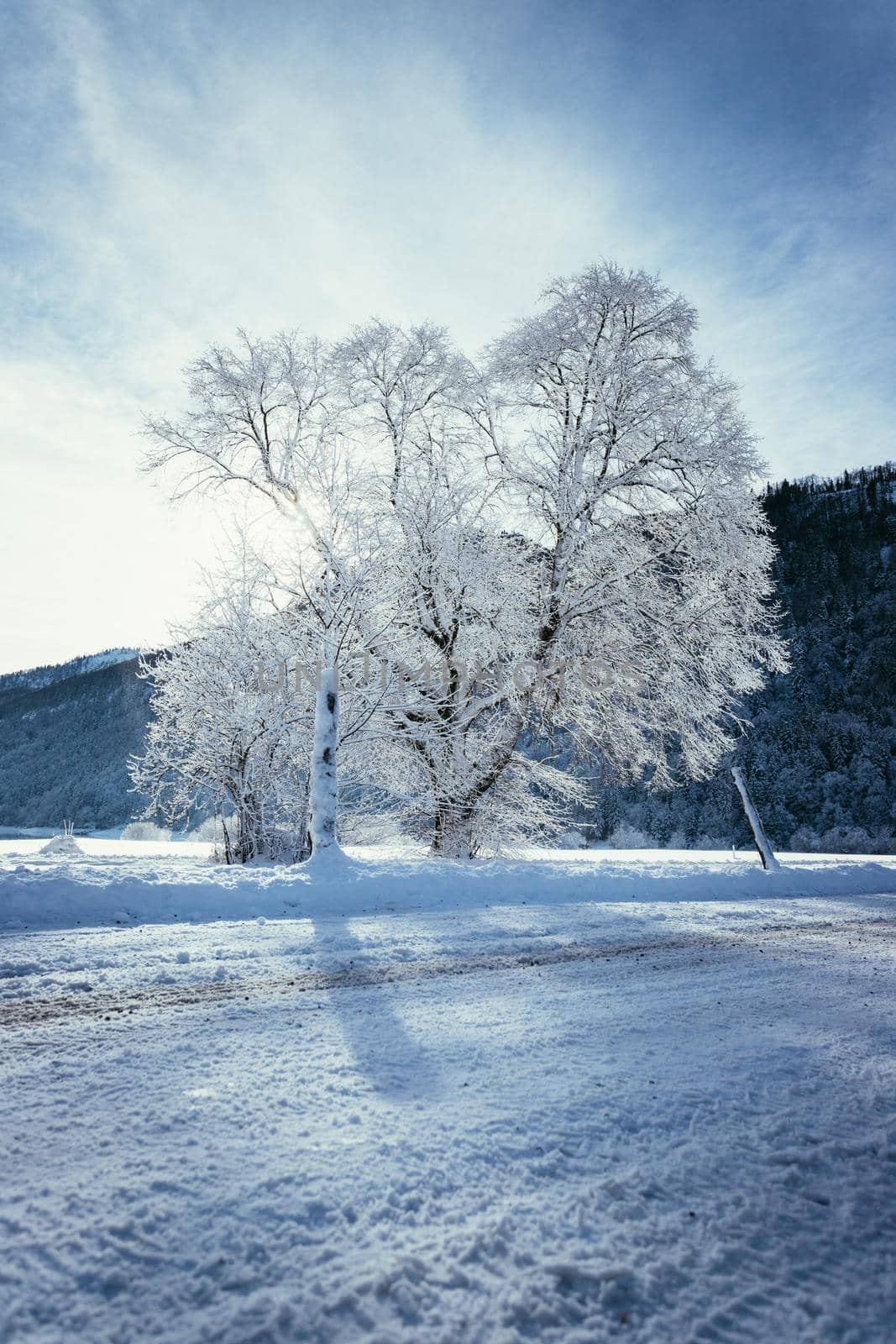 Idyllic winter landscape: snowy trees and fields, mountain range in background