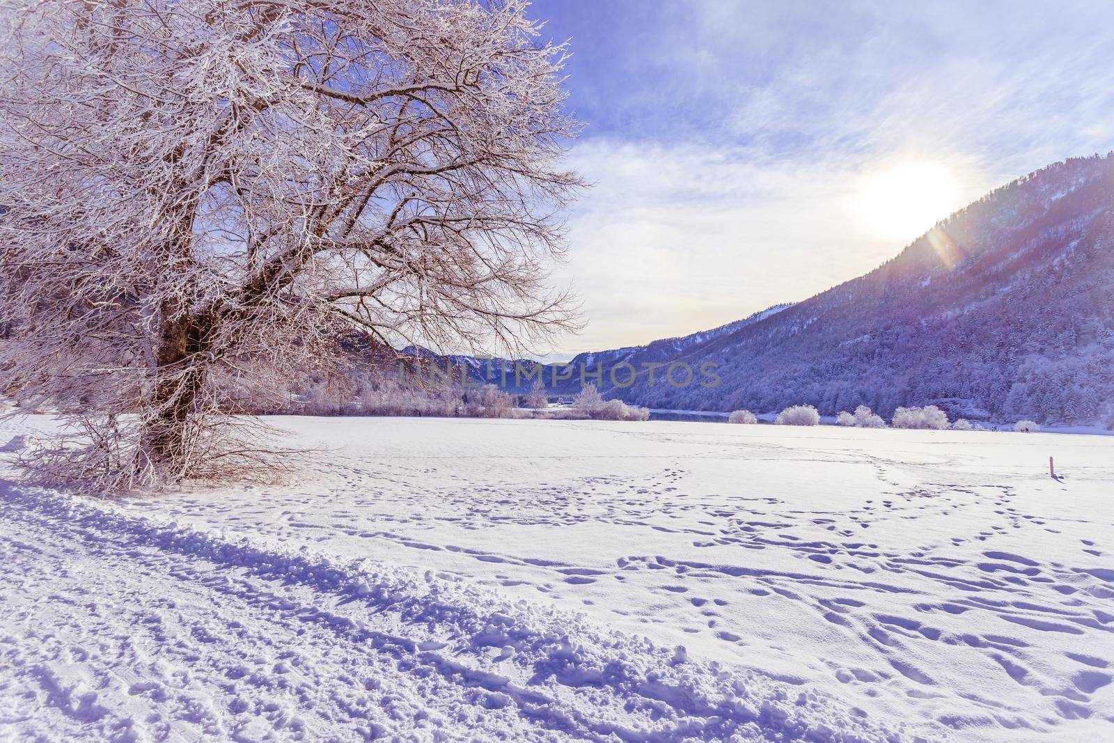 Idyllic winter landscape: snowy trees and fields, mountain range in background