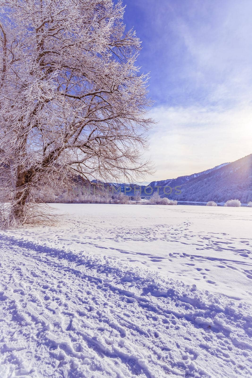 Idyllic winter landscape: snowy trees and fields, mountain range in background