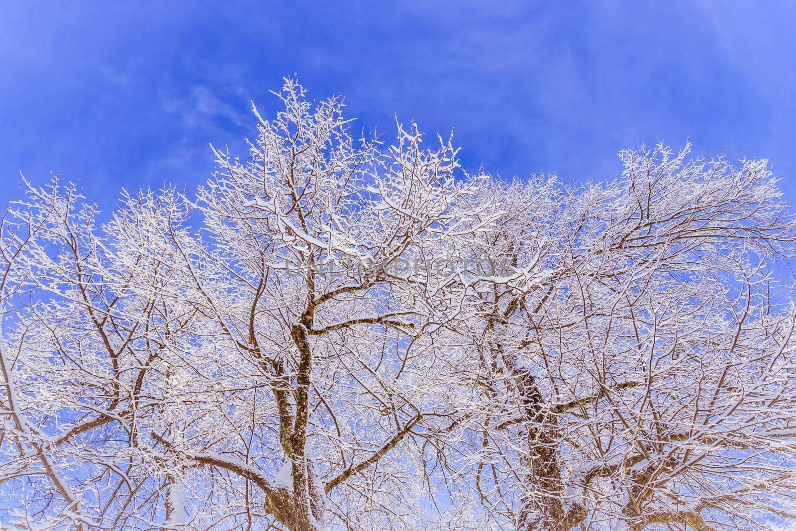 Idyllic winter landscape: snowy trees and fields, mountain range in background