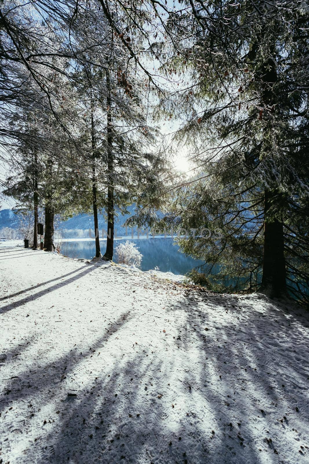 Winter landscape with footpath, snowy trees and blue sky
