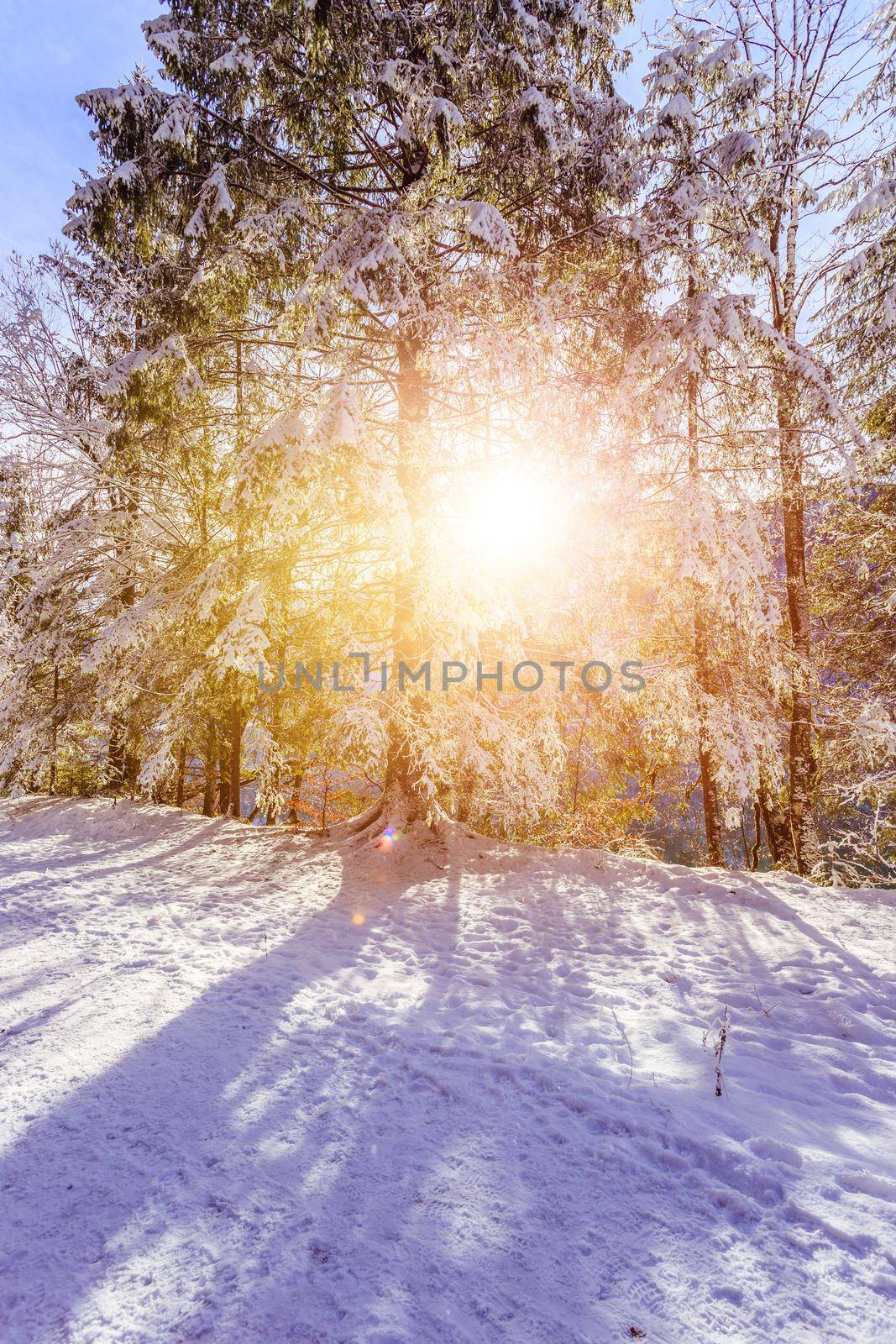 Sunny winter landscape in the nature: Footpath, snowy trees, sunshine and blue sky by Daxenbichler