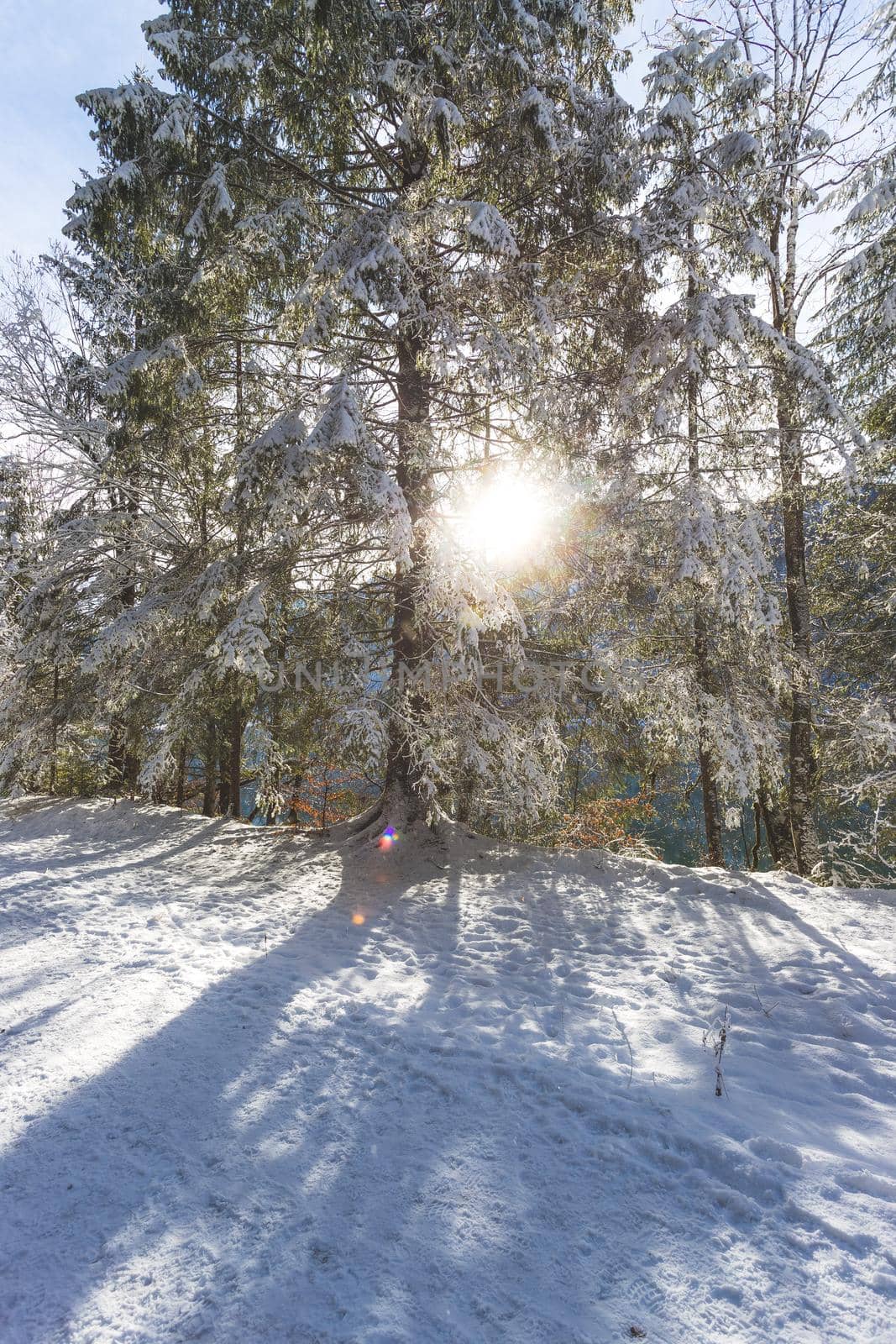 Winter landscape with footpath, snowy trees and blue sky