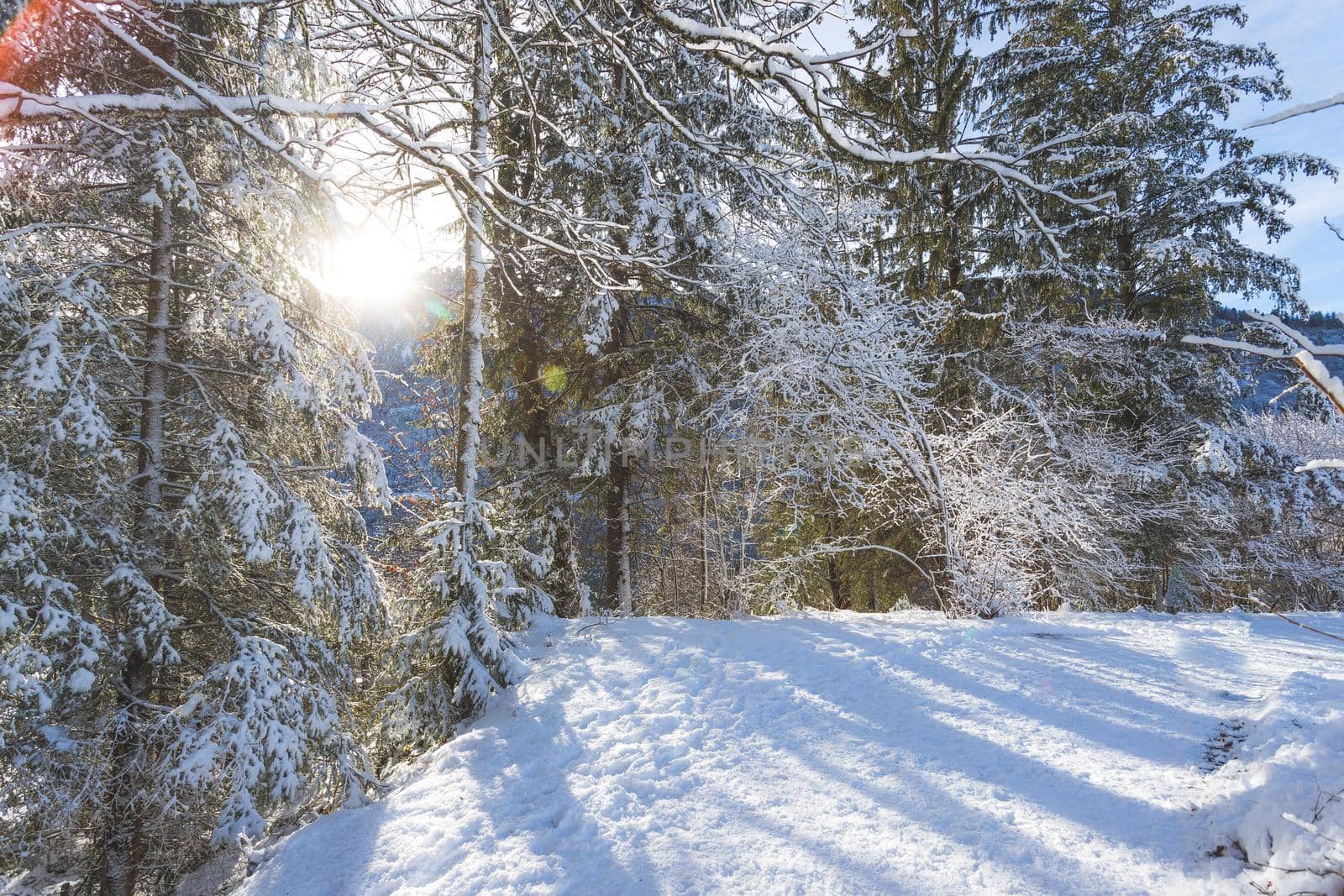 Winter landscape with footpath, snowy trees and blue sky