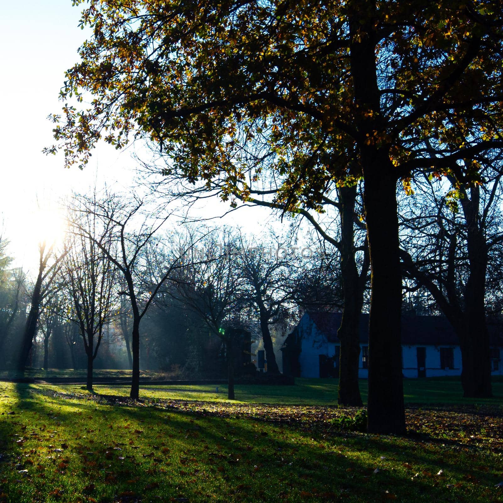 Backlighted landscape with a tree on a cold sunny winter day