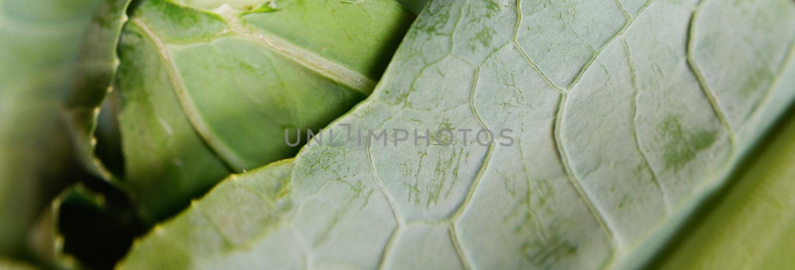 panoramic close- up of the structure of a green leaf of a cauliflower