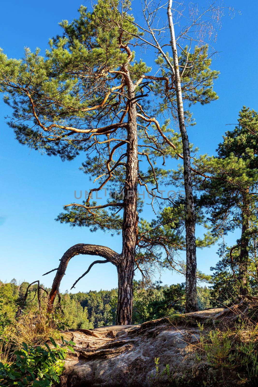 A tree with extraordinary branches on the edge of a cliff, Saxon Switzerland near Dresden, Saxony, Germany