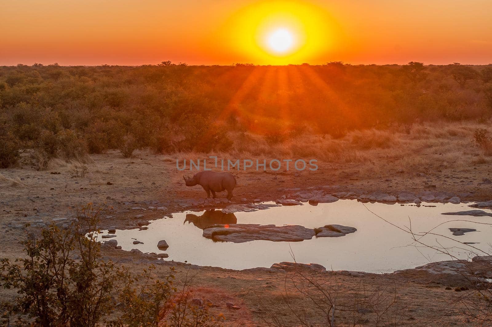 A black rhinoceros, browser, Diceros bicornis, with a sunset backdrop at a waterhole in northern Namibia