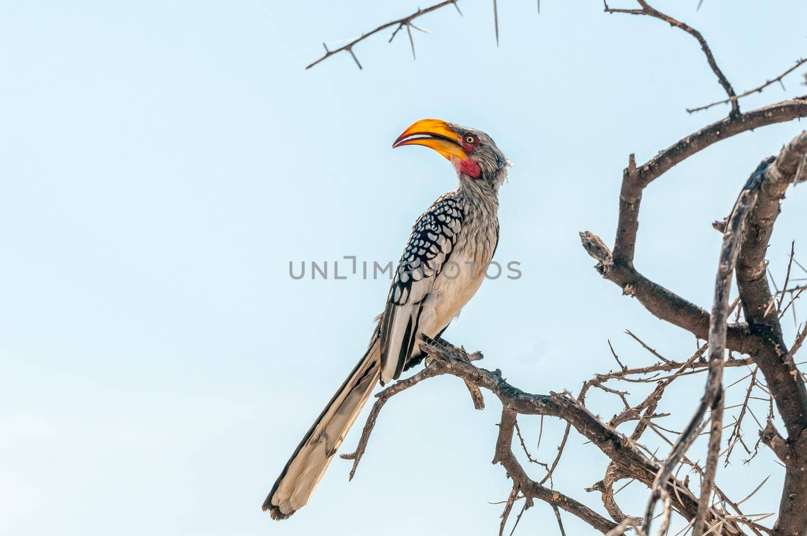 A Southern Yellow-billed Hornbill, Tockus leucomelas, looking back on a tree branch in northern Namibia