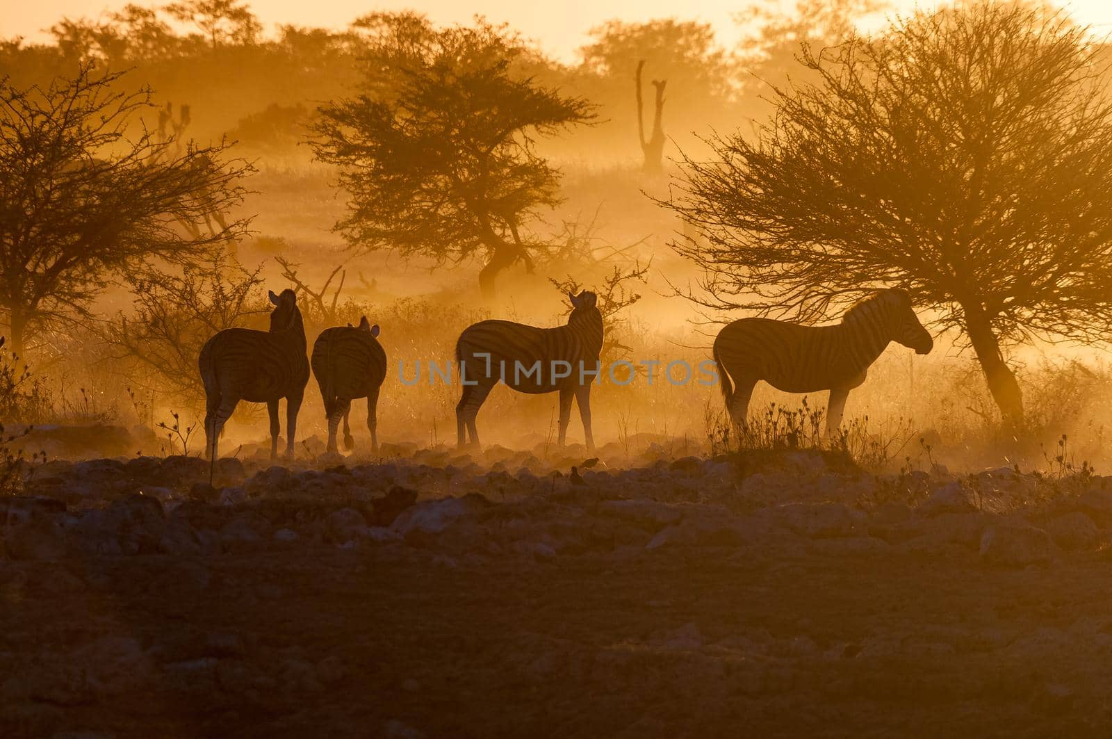 Silhouettes of Burchells zebras, Equus quagga burchellii, at sunset in northern Namibia