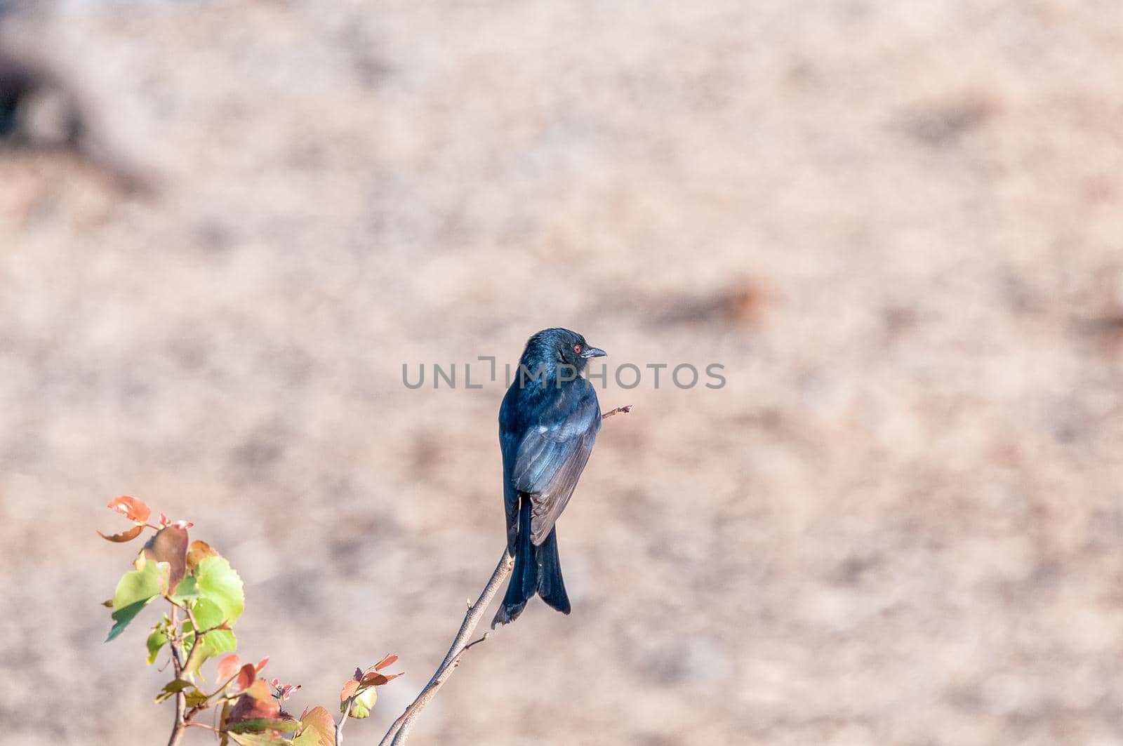 A Fork-tailed Drongo, Dicrurus adsimilis, on a twig in northern Namibia